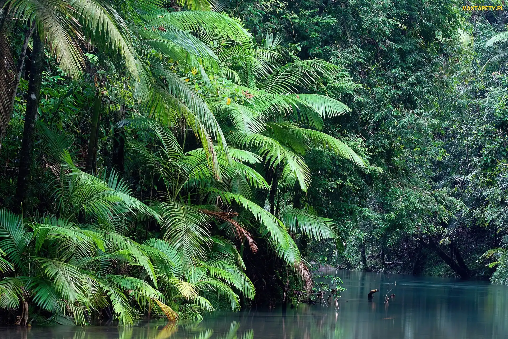 Australia, Las, Rzeka