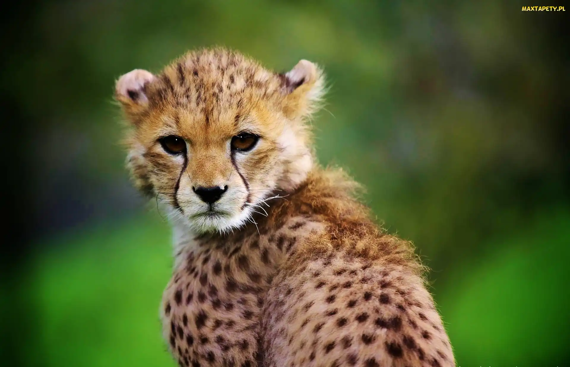 Gepard, Głowa