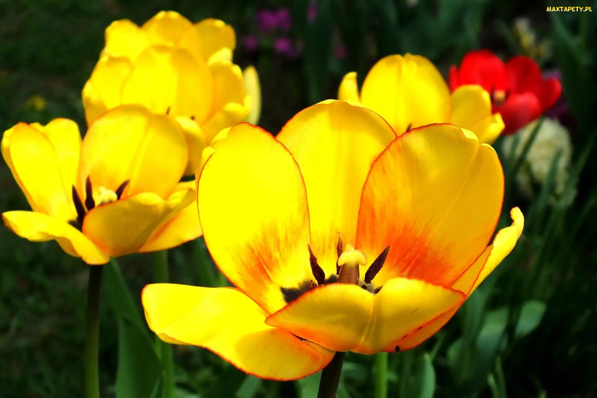 Żółte, Tulipany, Rozkwitnięte