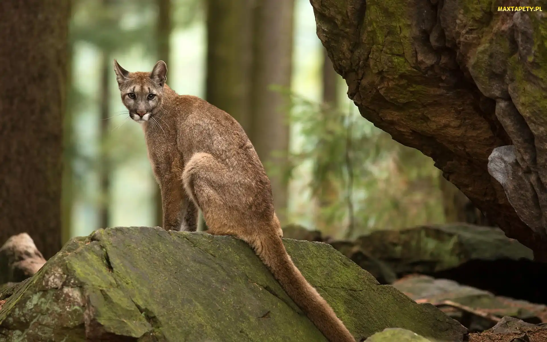 Skały, Las, Puma