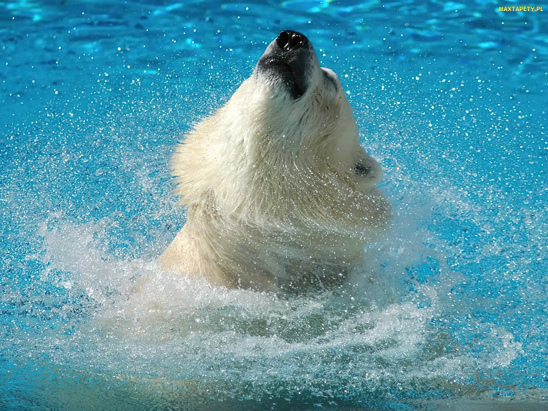 Niedźwiedź polarny, Miś