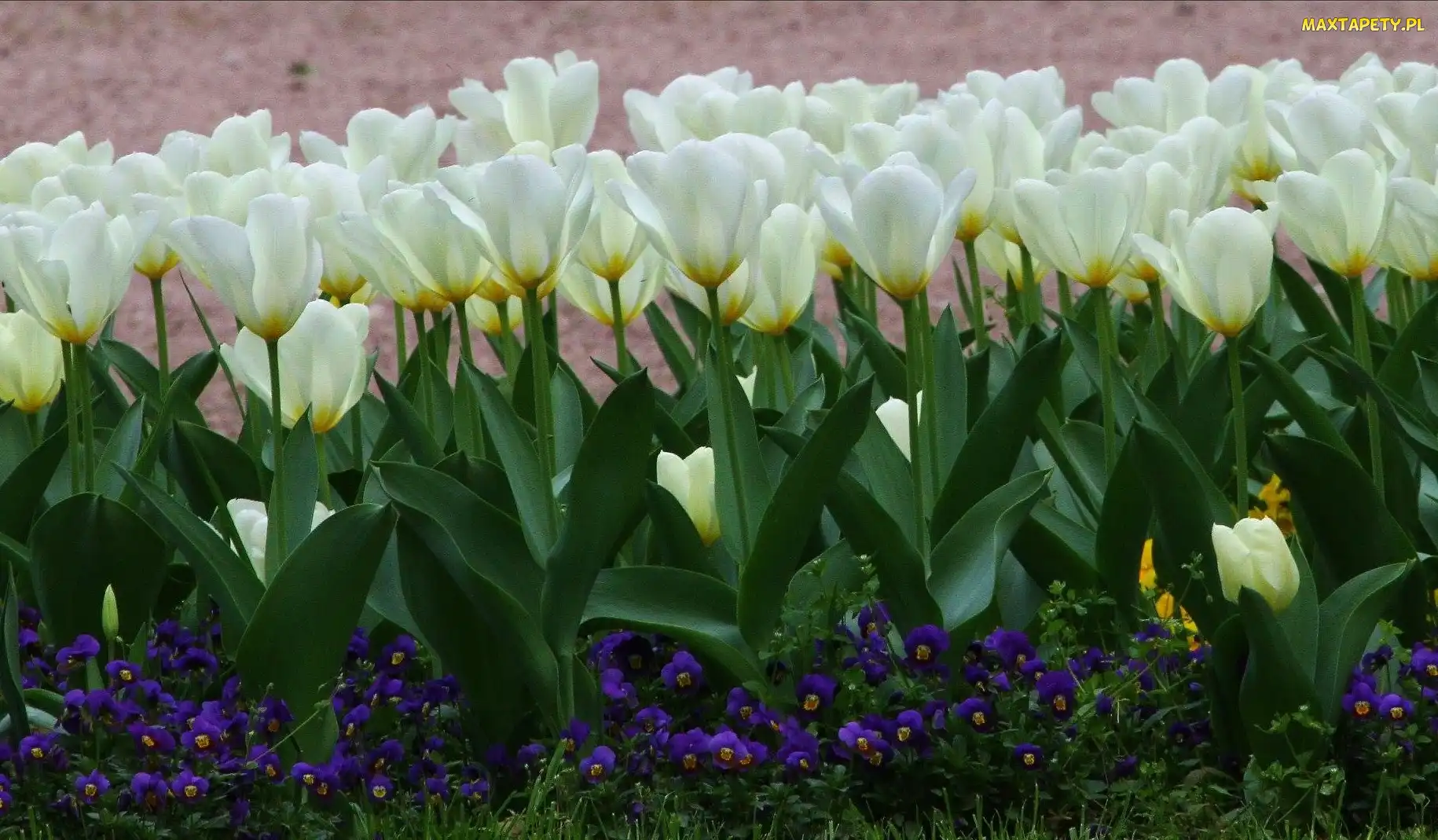 Tulipany, Białe