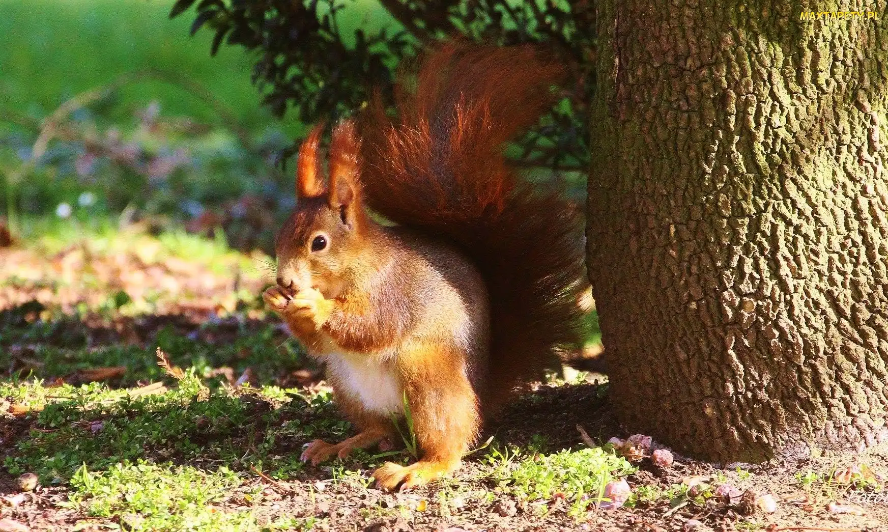 Pień, Cienie, Wiewiórka