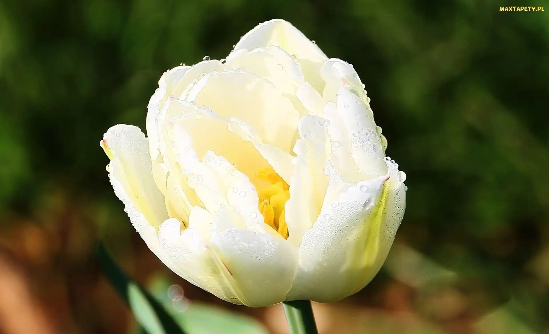 Biały, Rosy, Krople, Tulipan