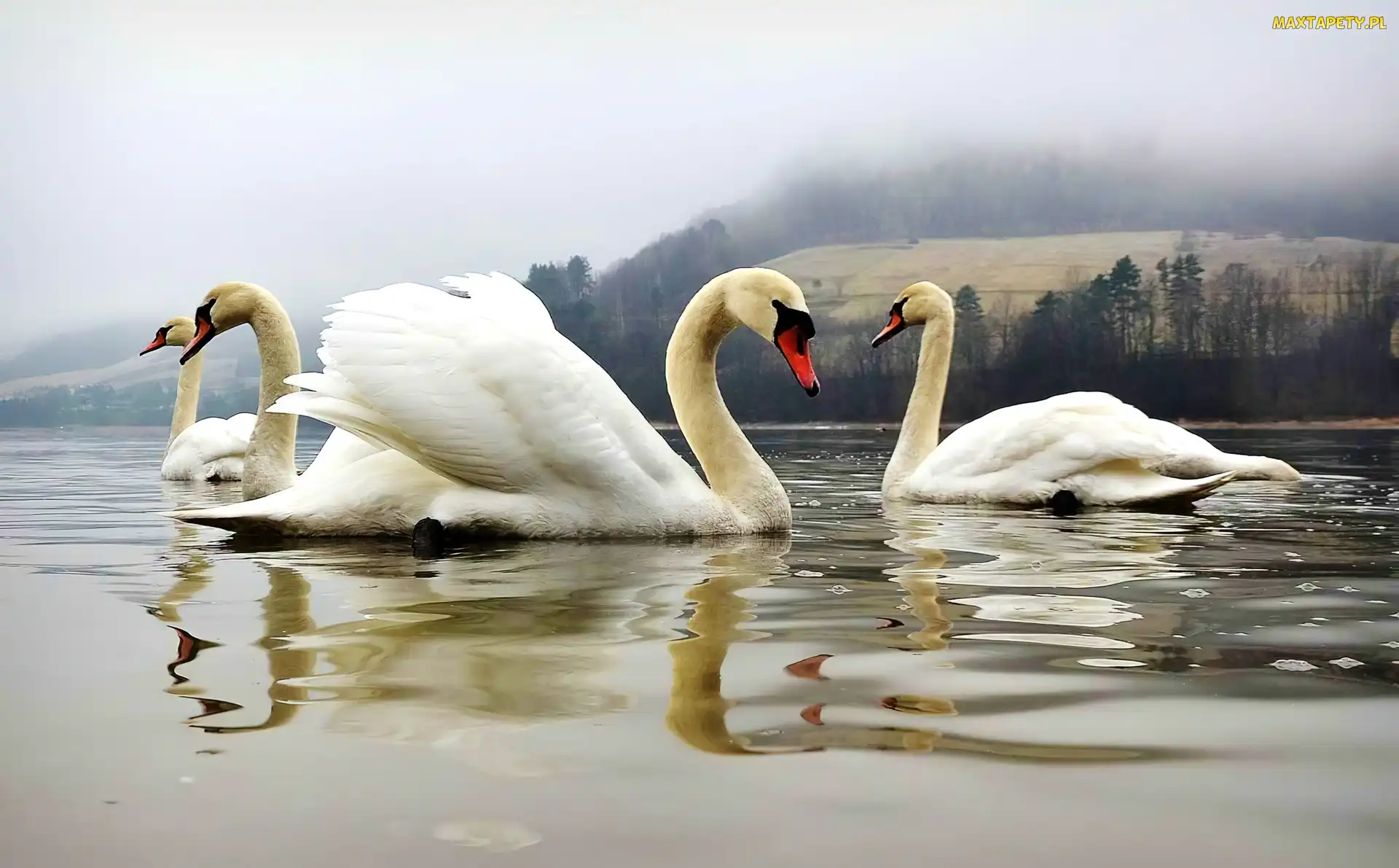 Jezioro, Mgła, Łabędzie