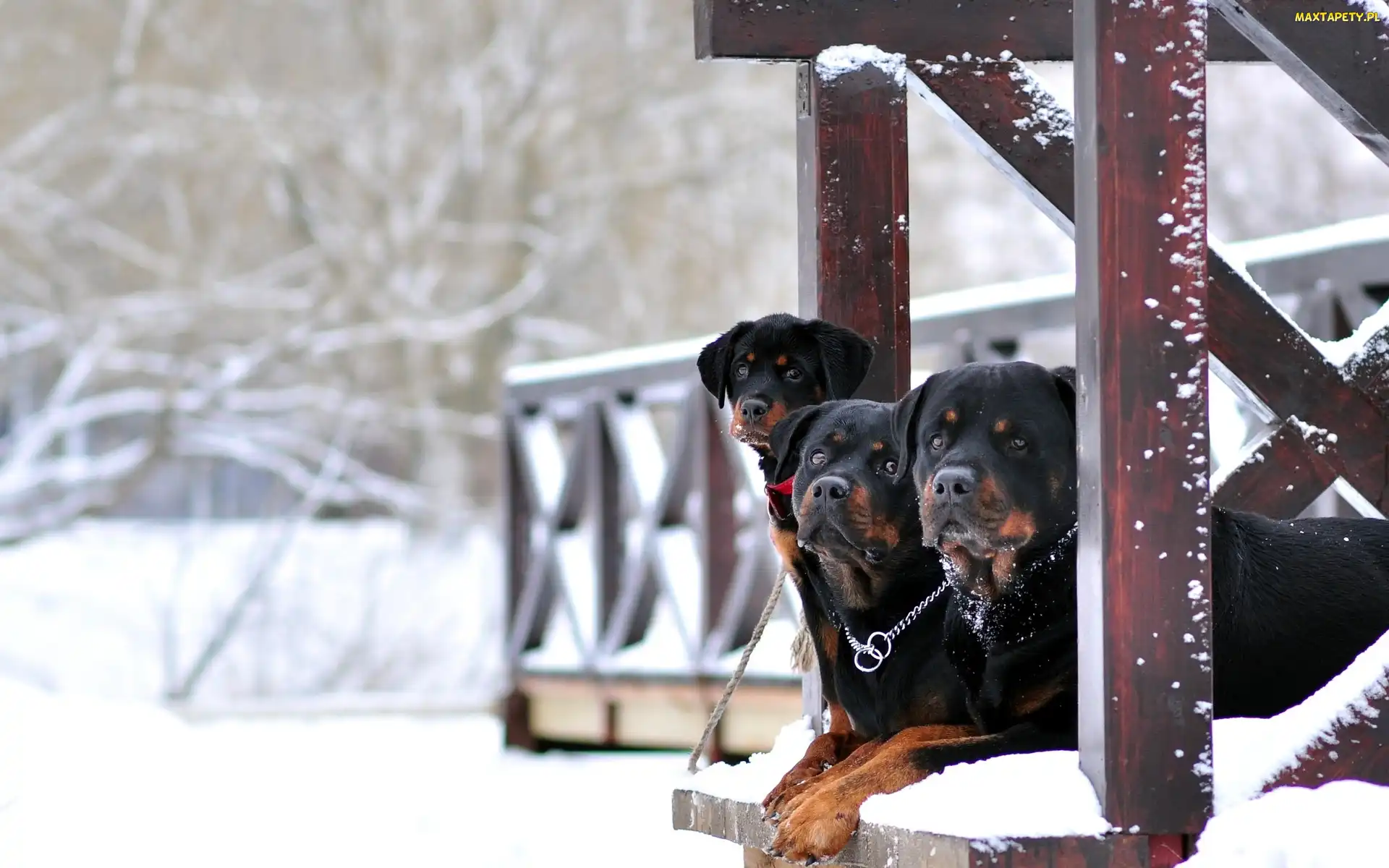 Trzy, Weranda, Zima, Rottweilery