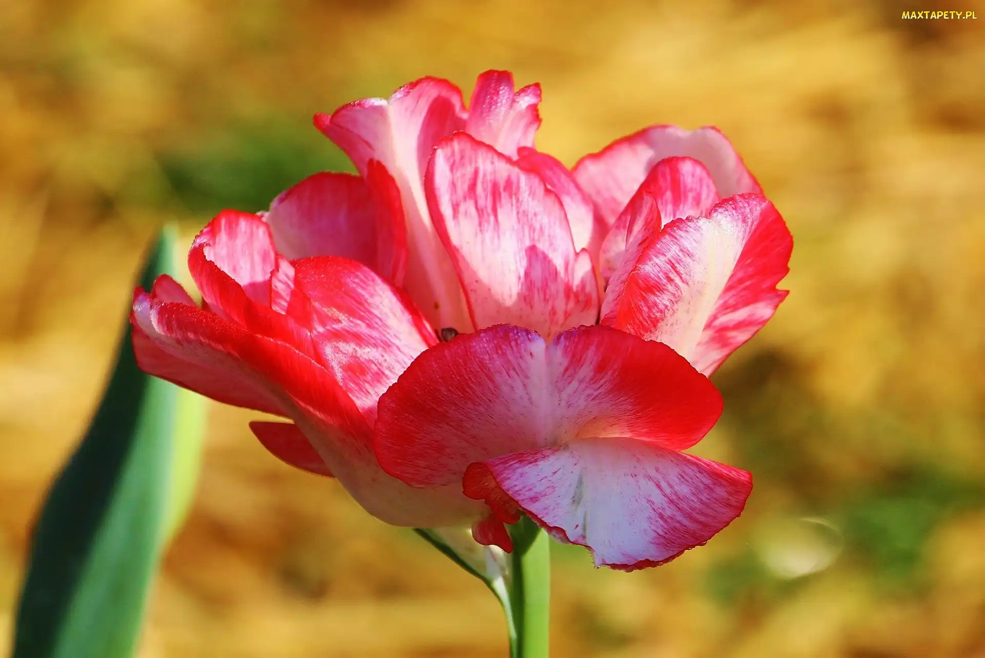 Tulipan, Kolorowy