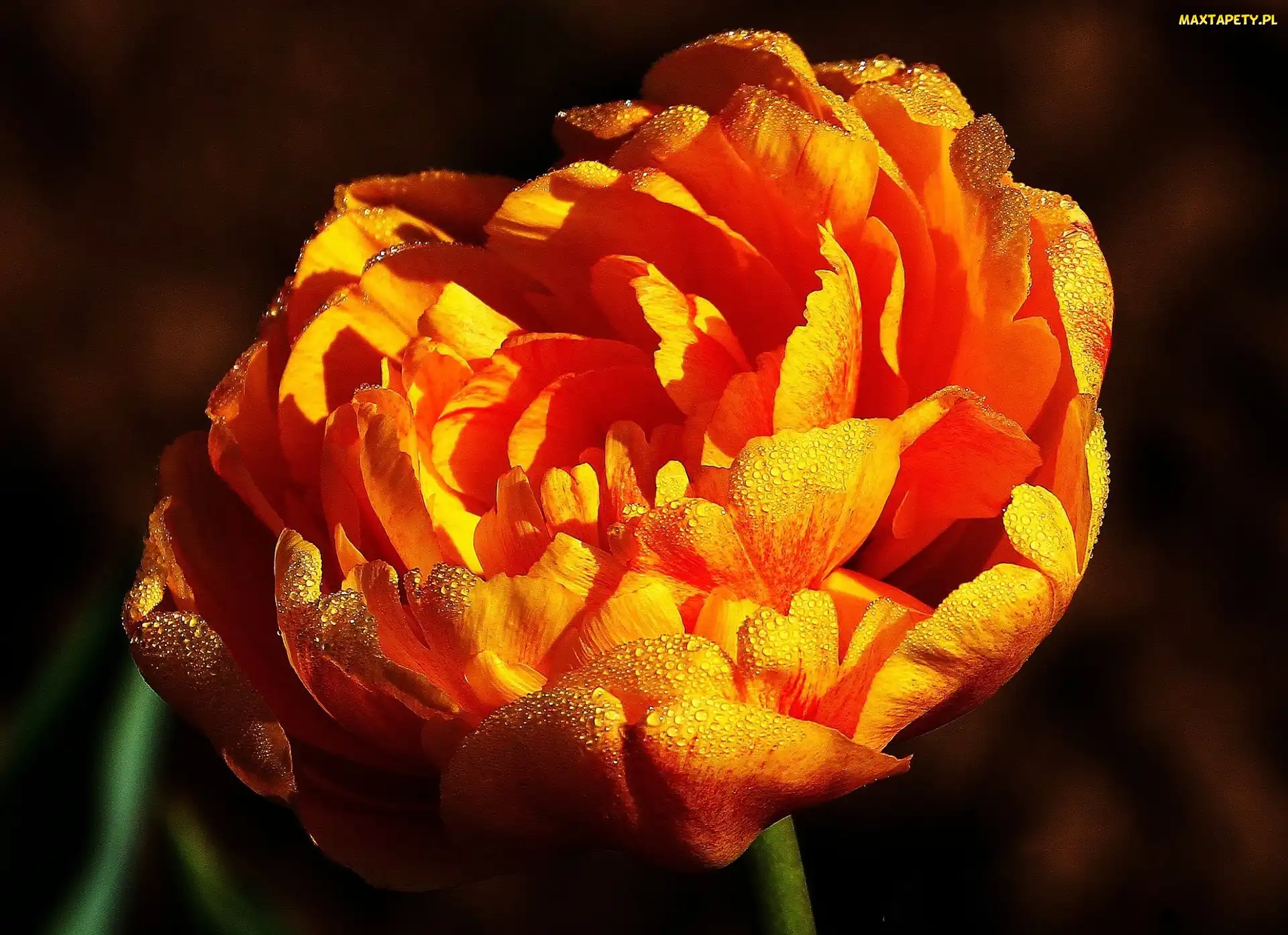 Rosy, Kropelki, Tulipan, Płatki