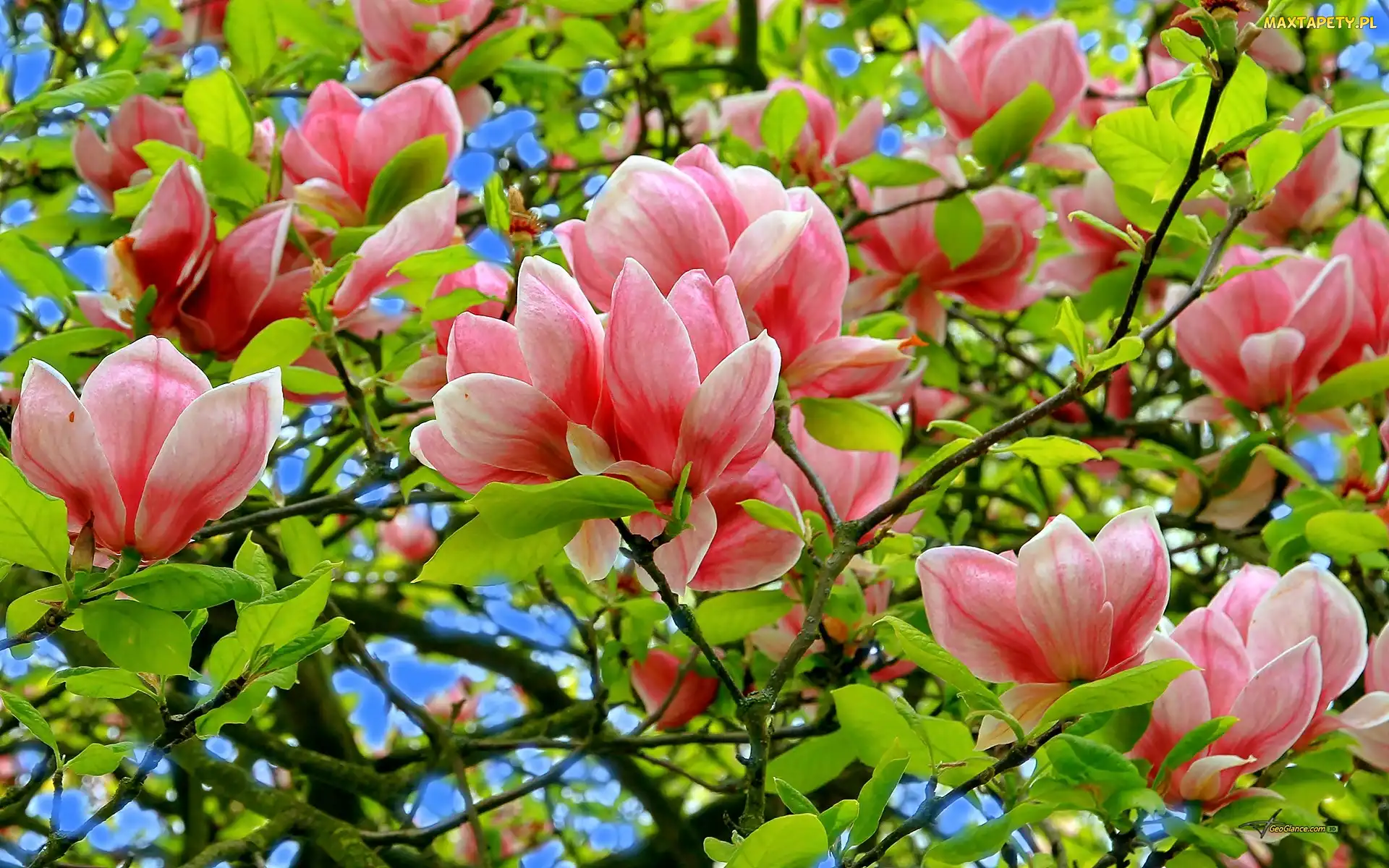 Magnolia, Różowa
