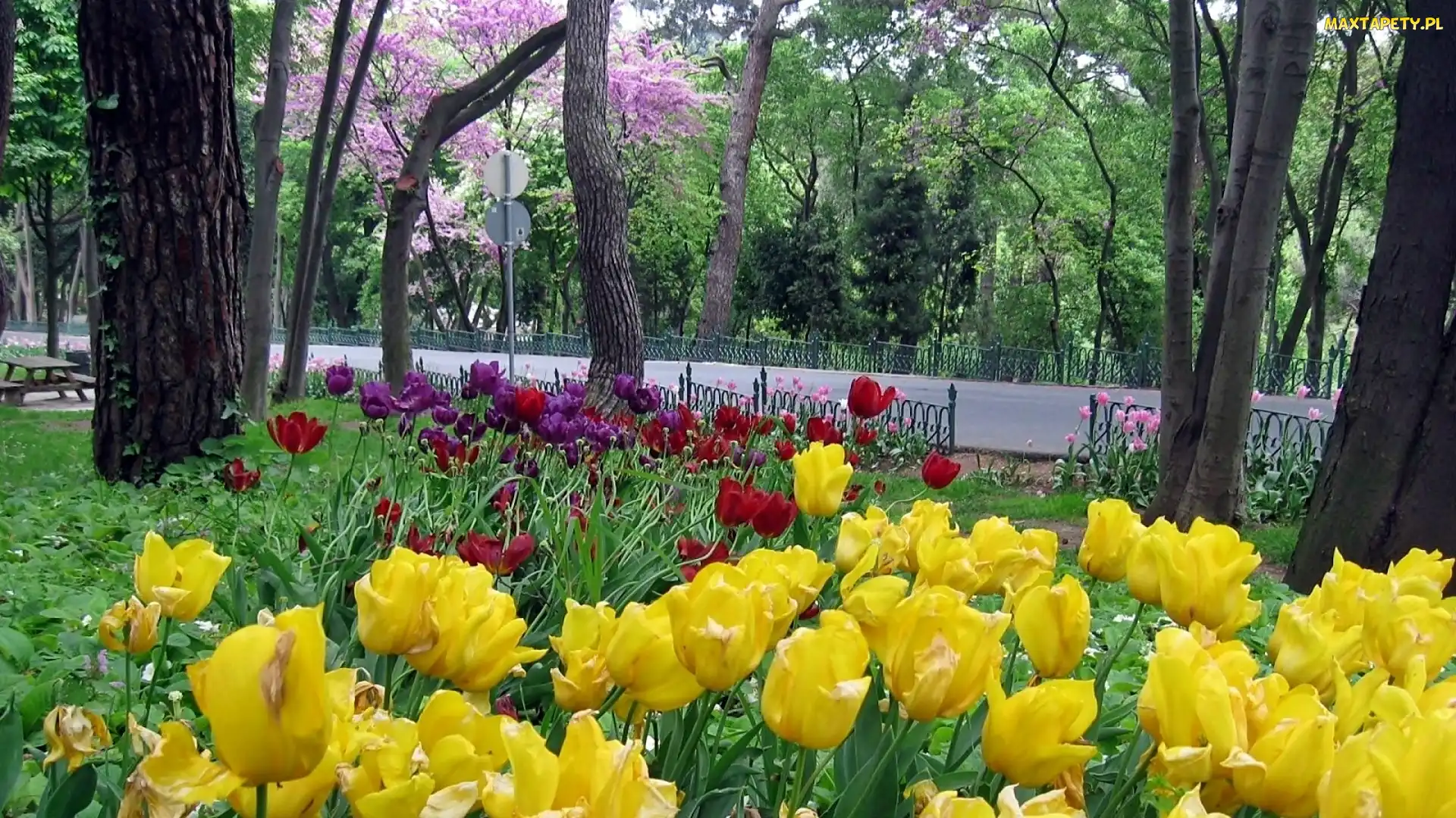 Park, Tulipany, Kwitnące, Droga, Wiosna