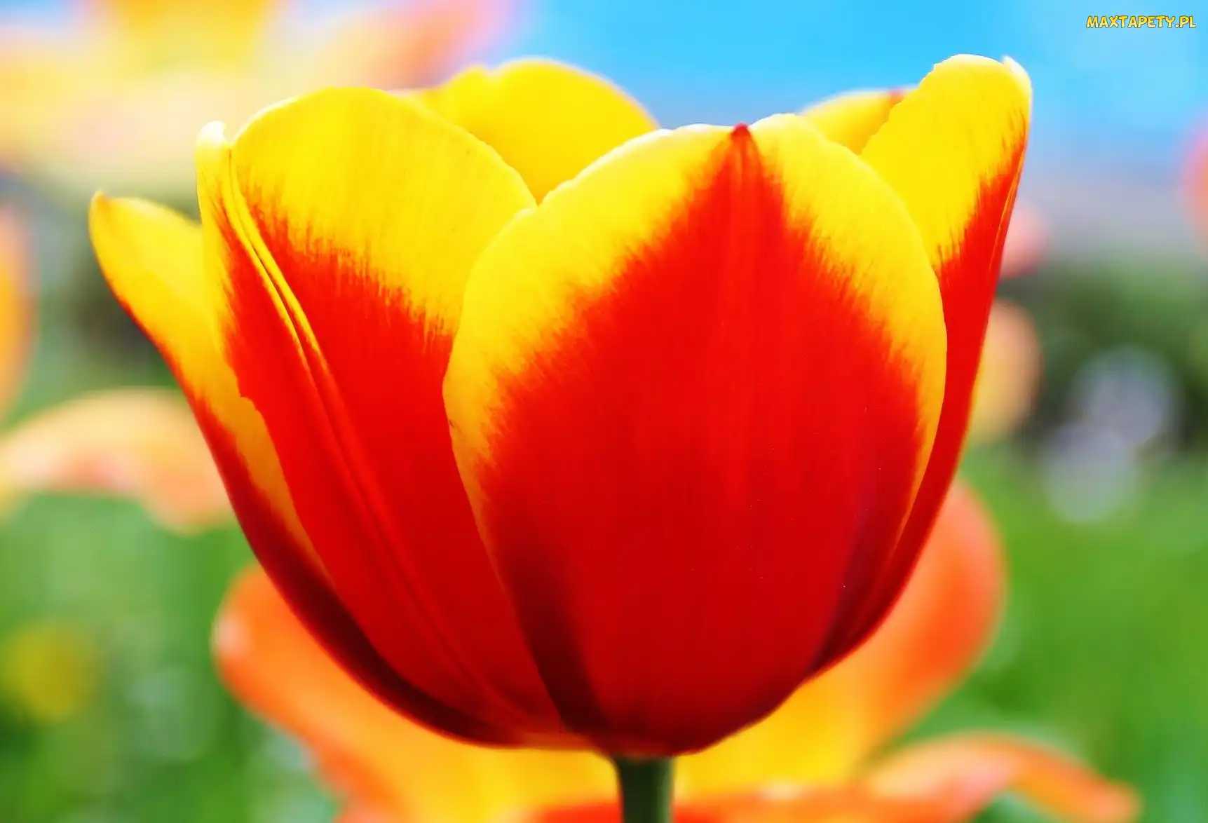 Czerwony, Tulipan, Żółto
