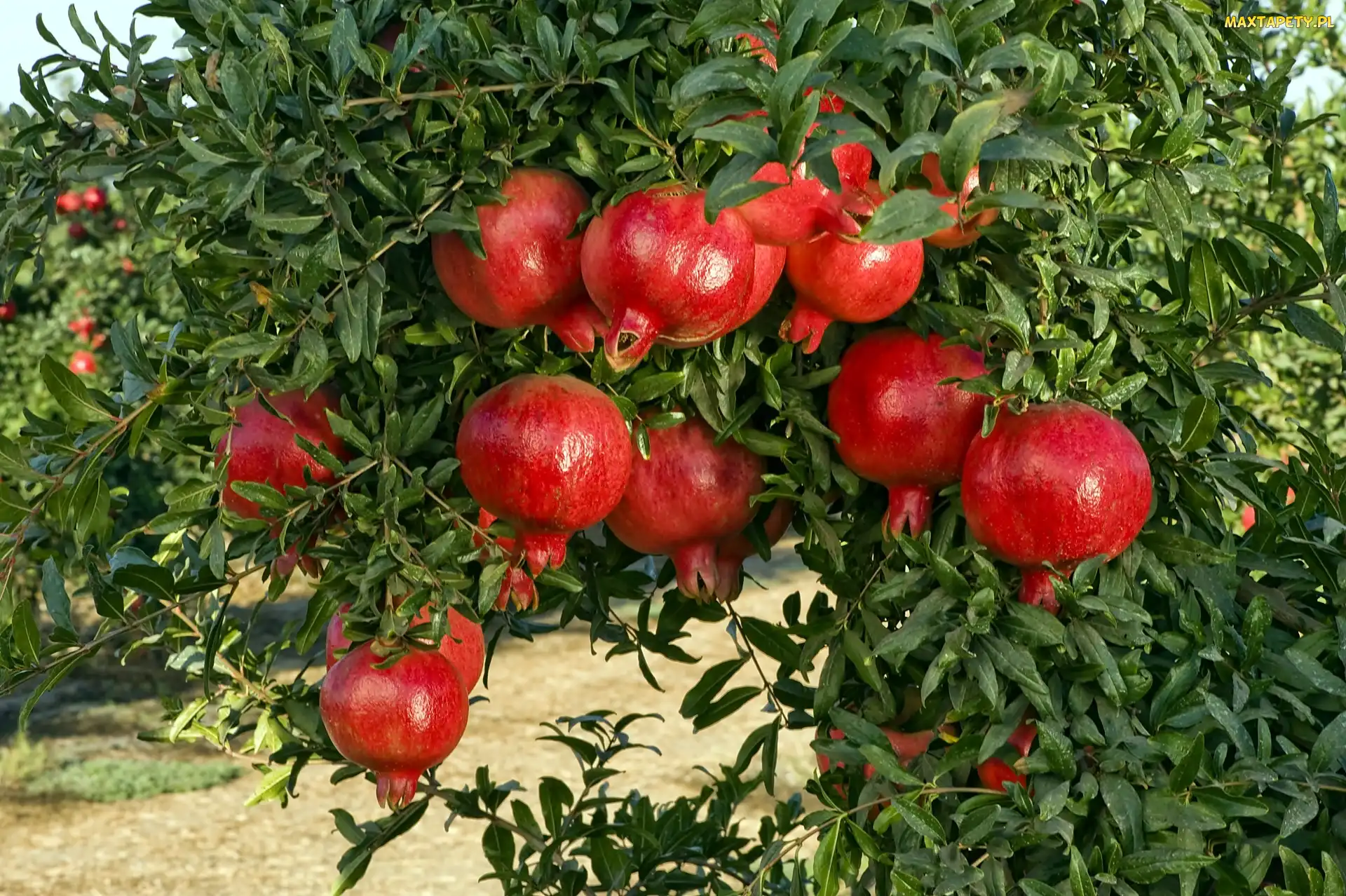 Ogród, Owoce, Granatu, Drzewka, Lato