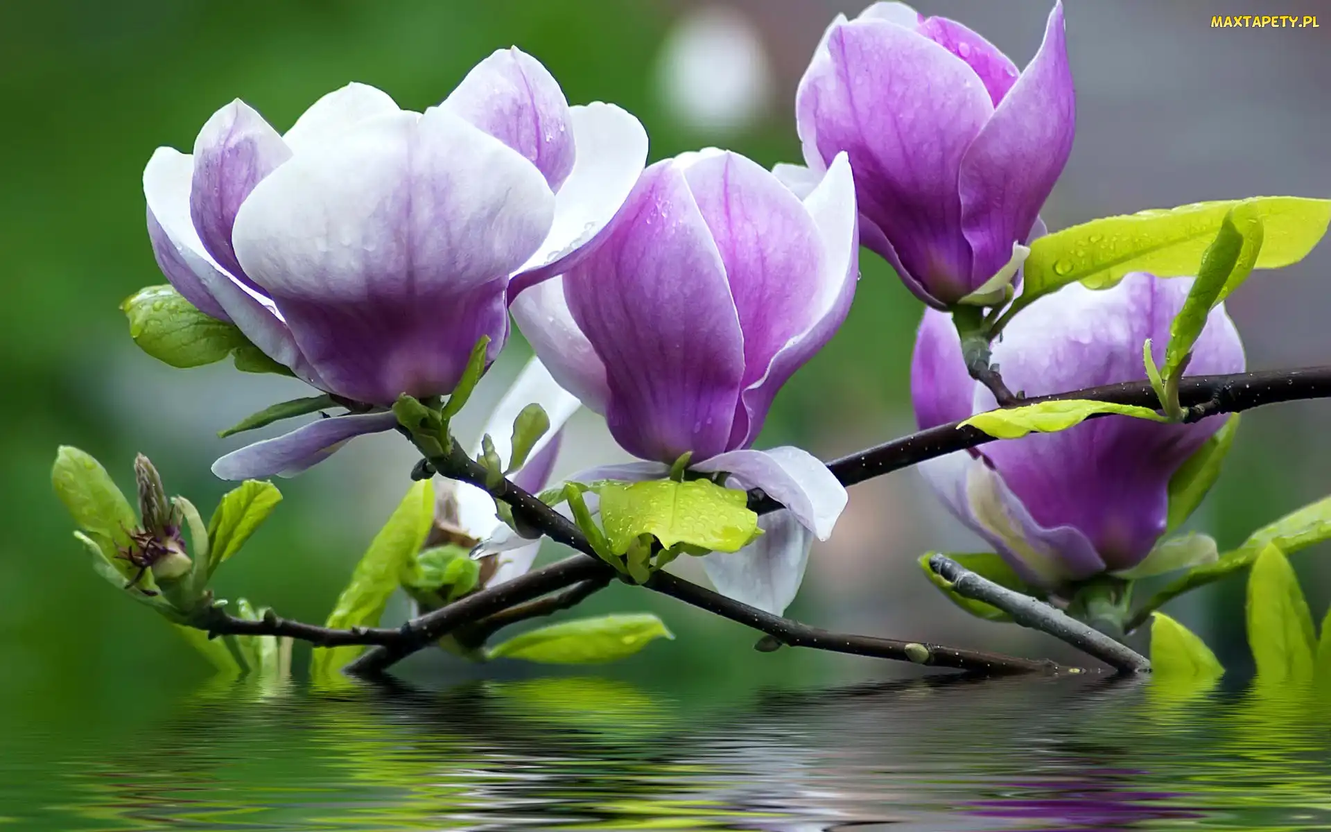 Magnolia, Woda