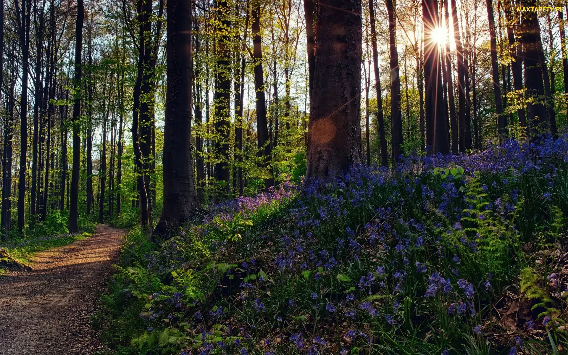 Wiosna, Kwiatki, Droga, Las, Promienie, Słońca