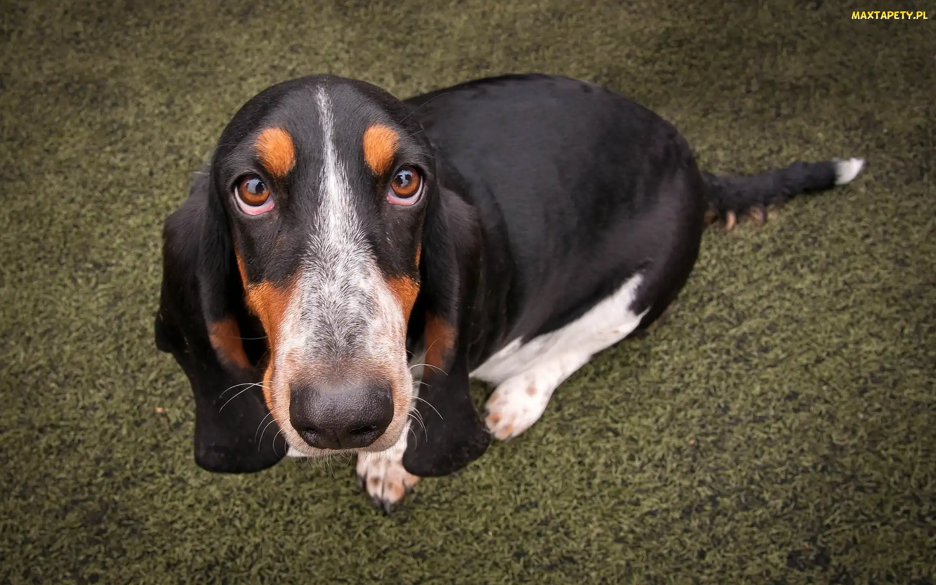 Smutne, Oczy, Basset