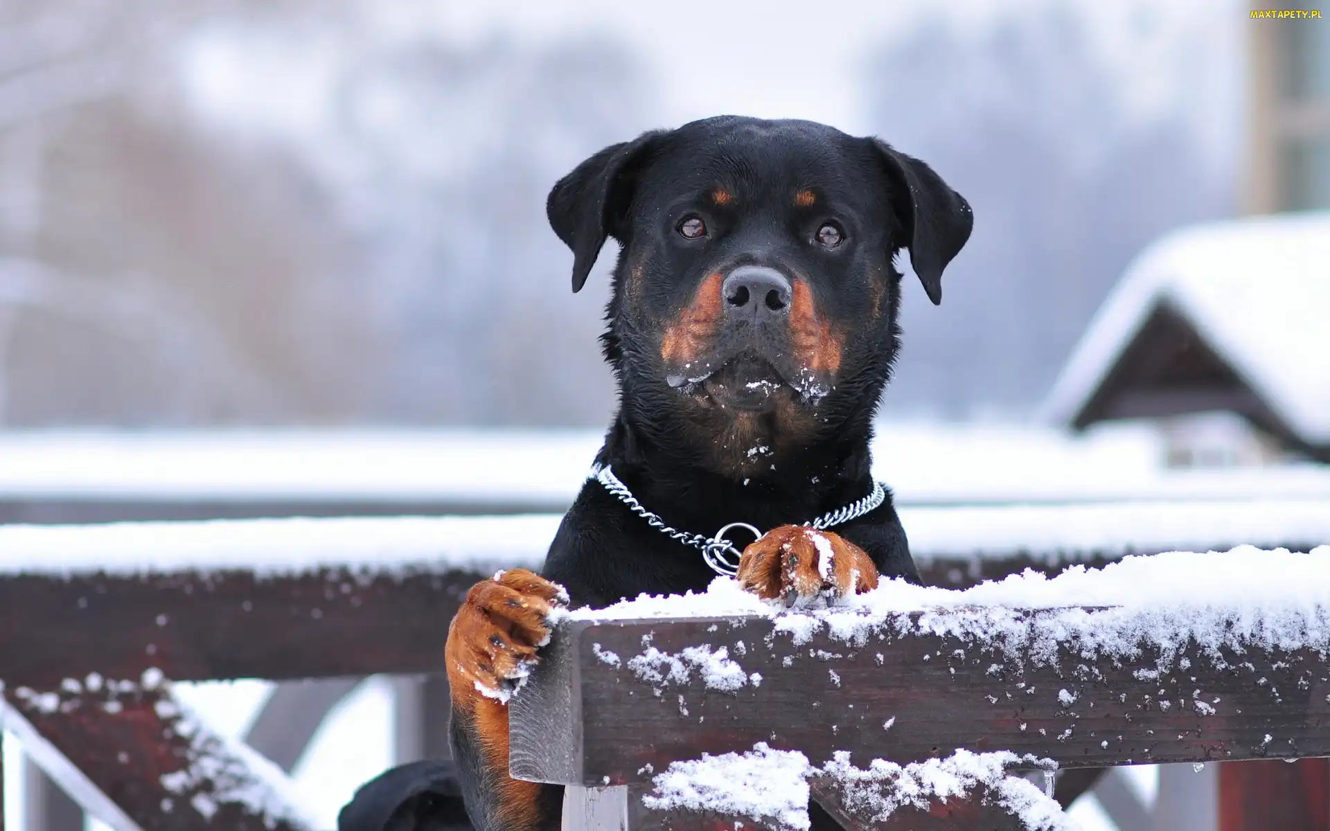 Rottweiler, Śnieg, Płot