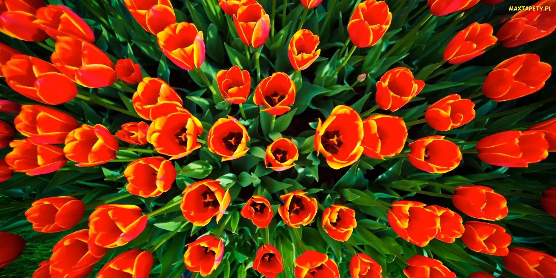 Tulipany, Czerwone