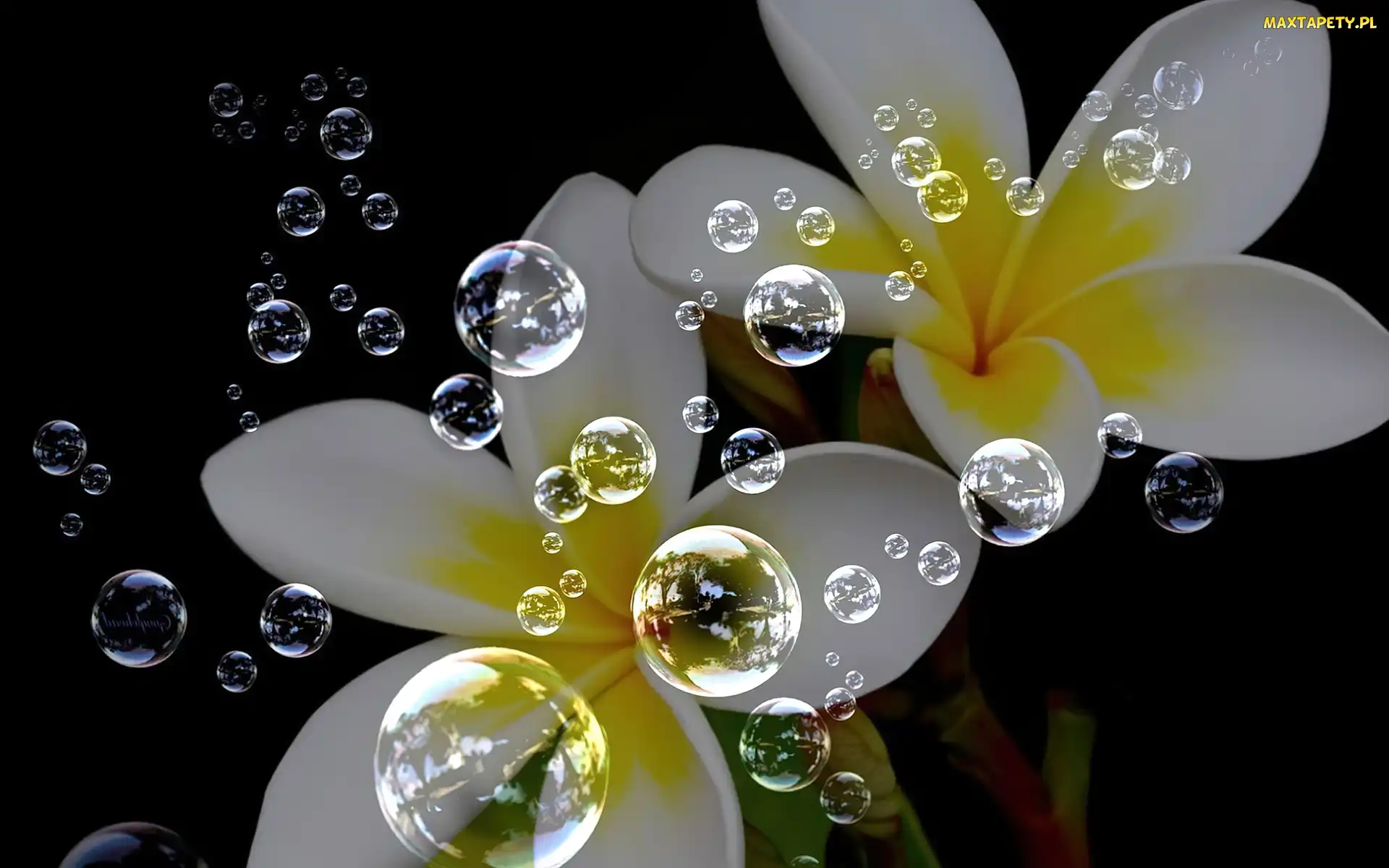 Bańki, Plumeria