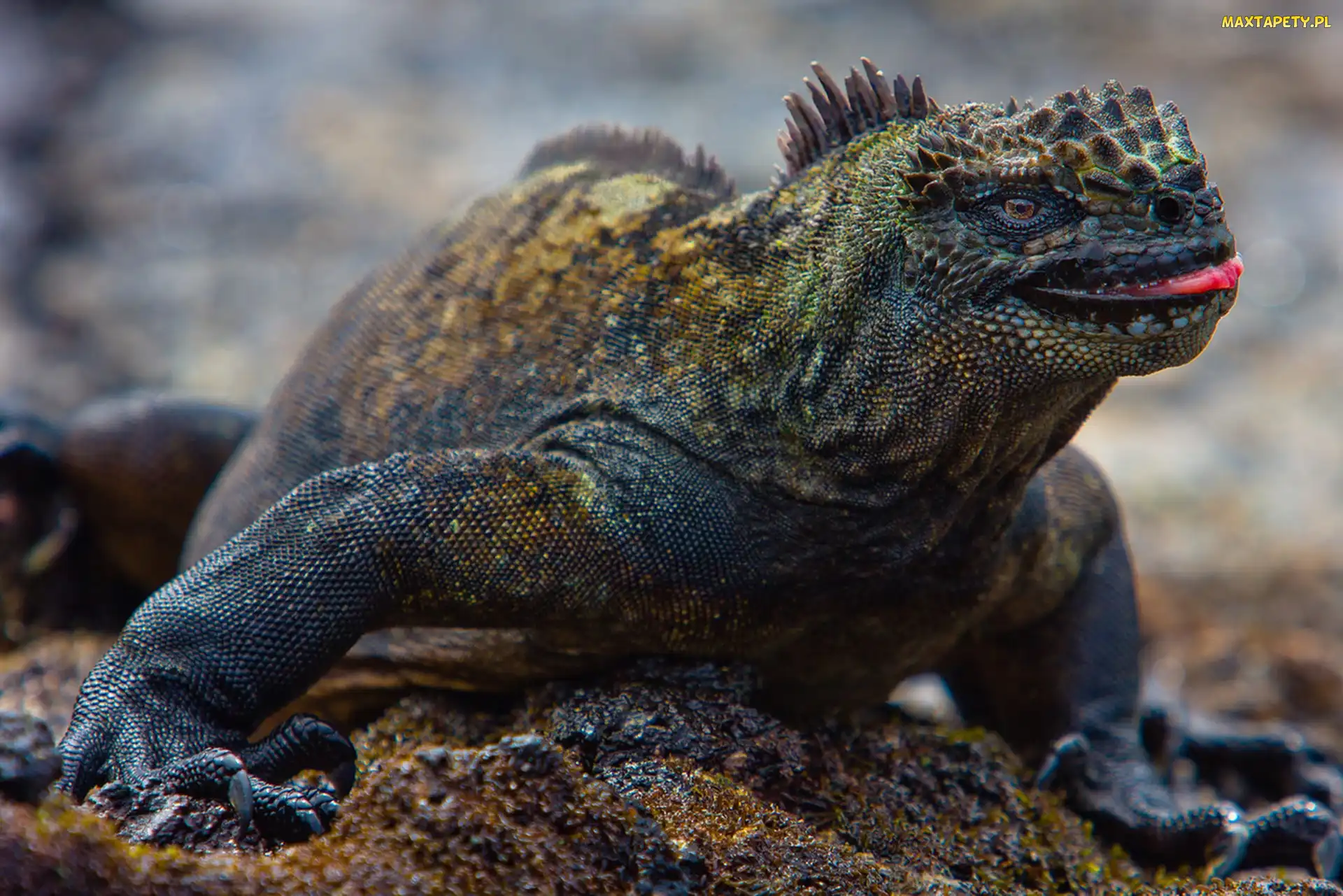 Iguana