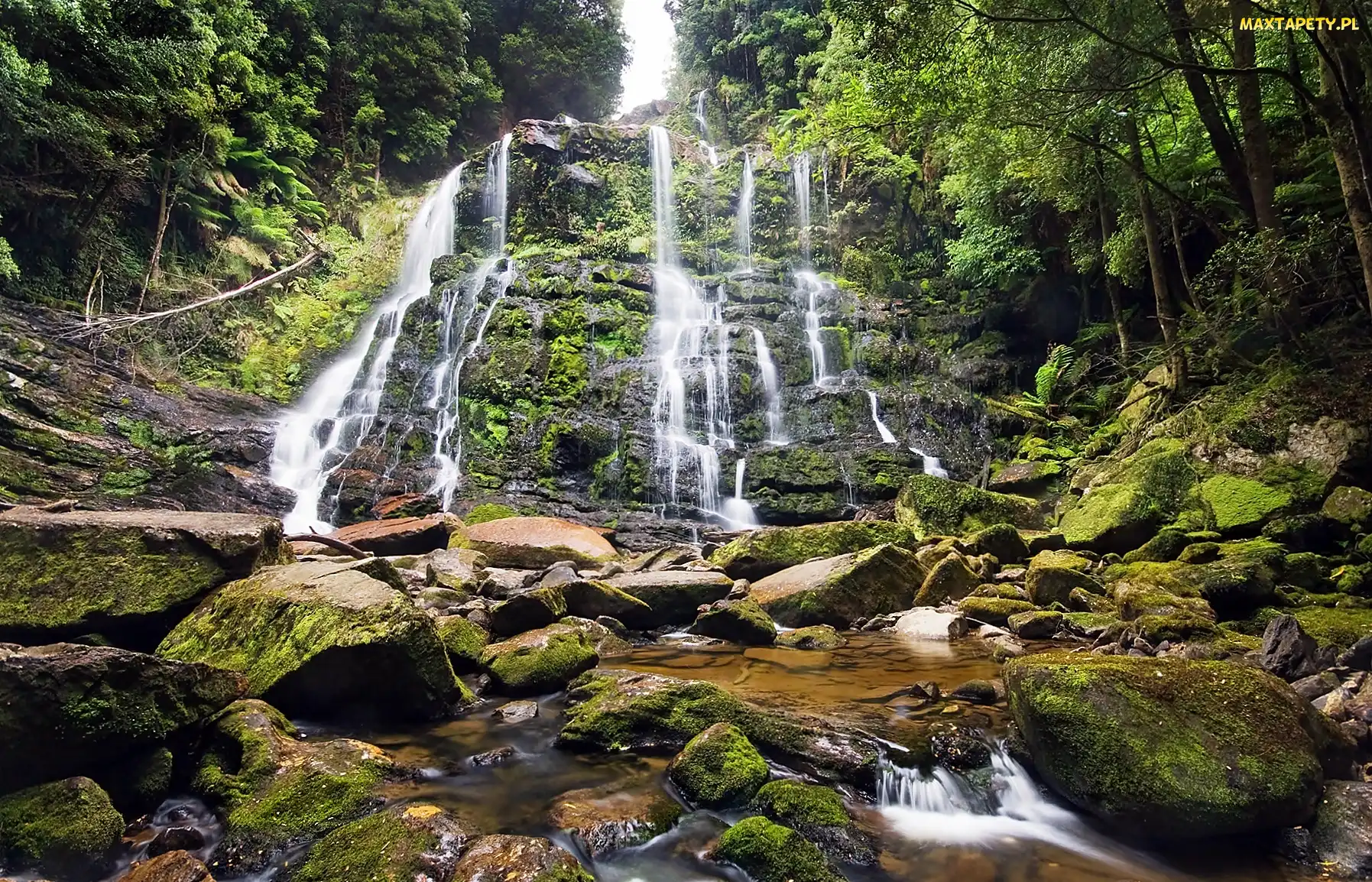 Tasmania, Las, Głazy, Nelson, Omszałe, Wodospad