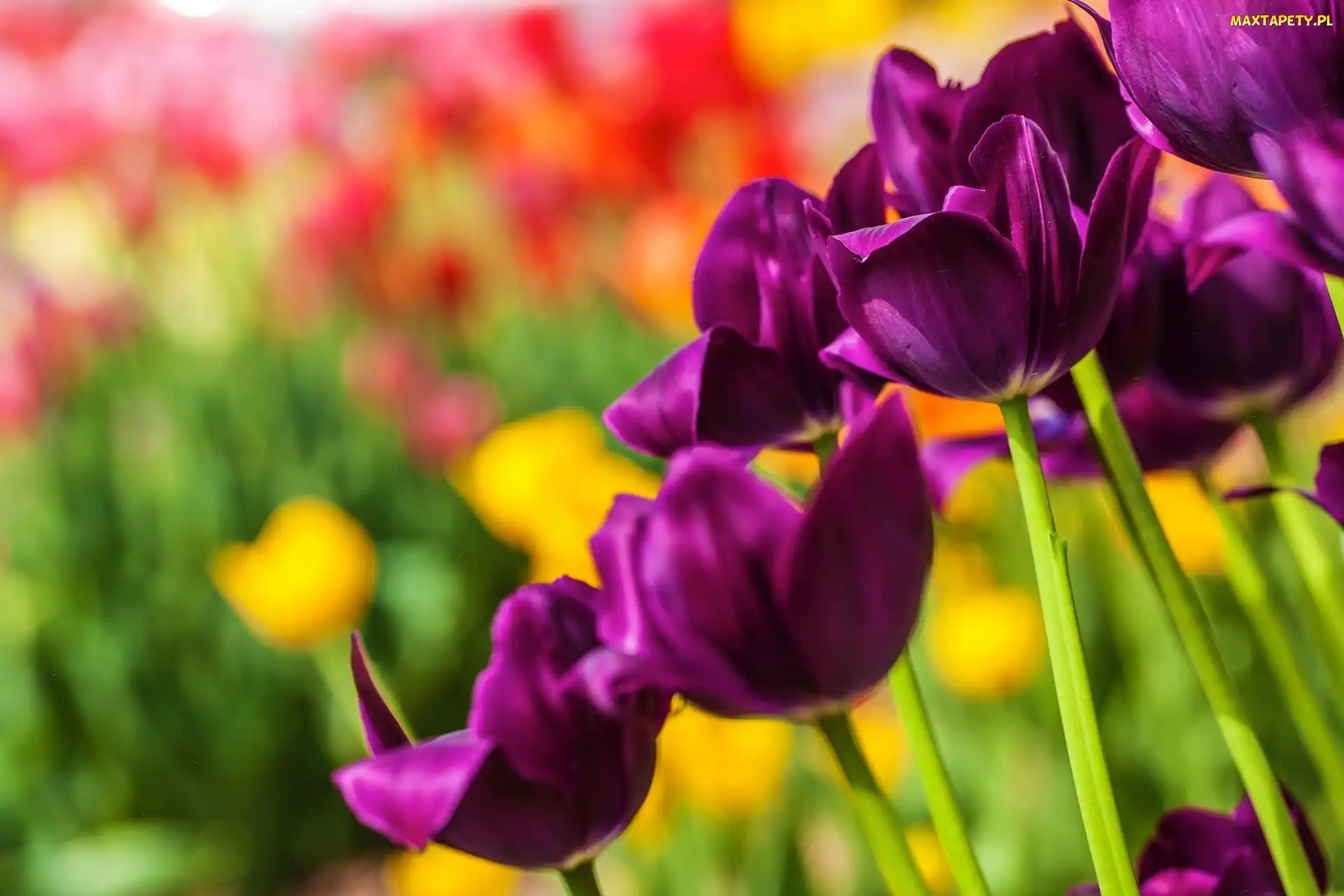 Fioletowe, Tulipany