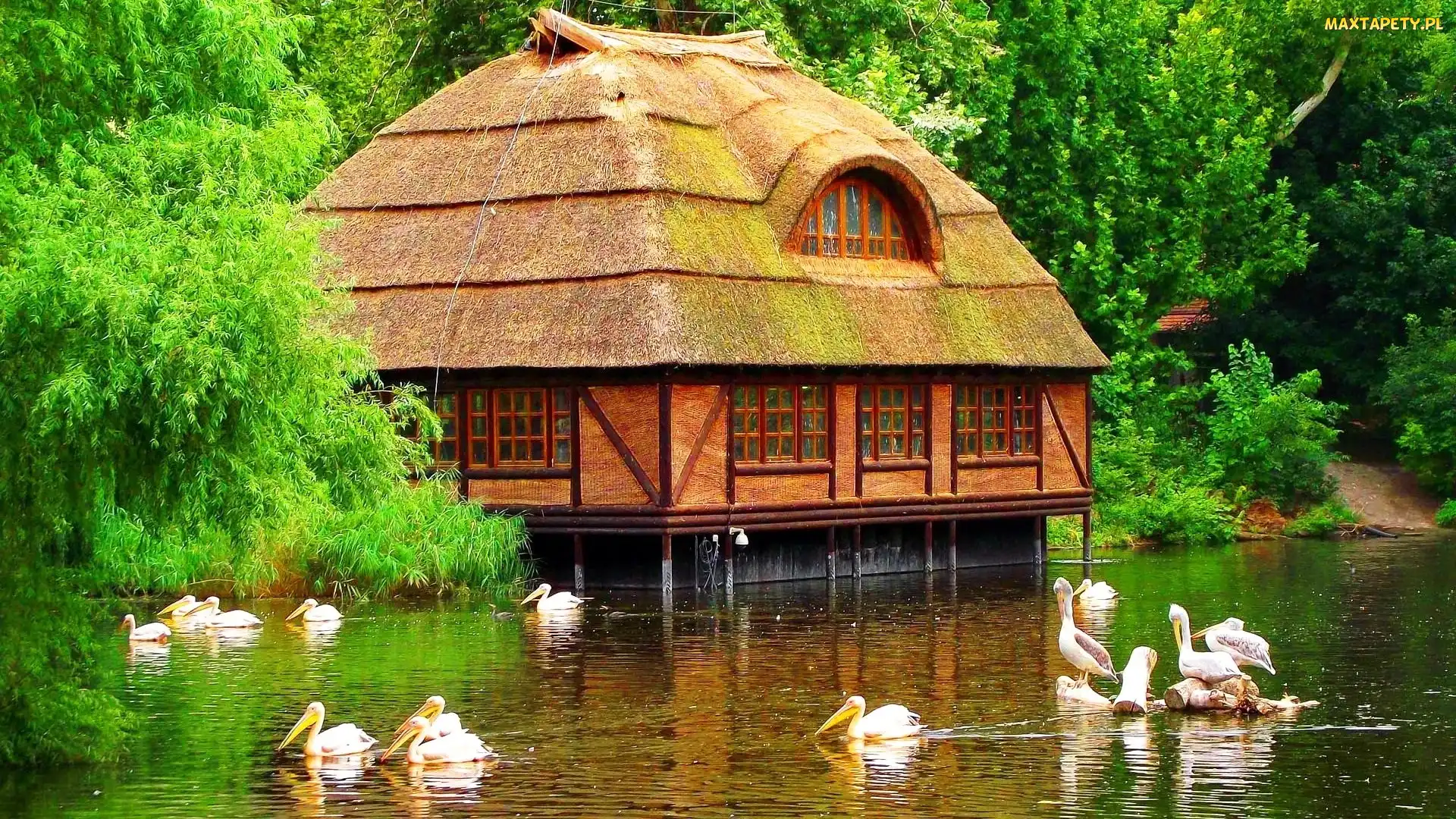Pelikany, Las, Dom, Jezioro