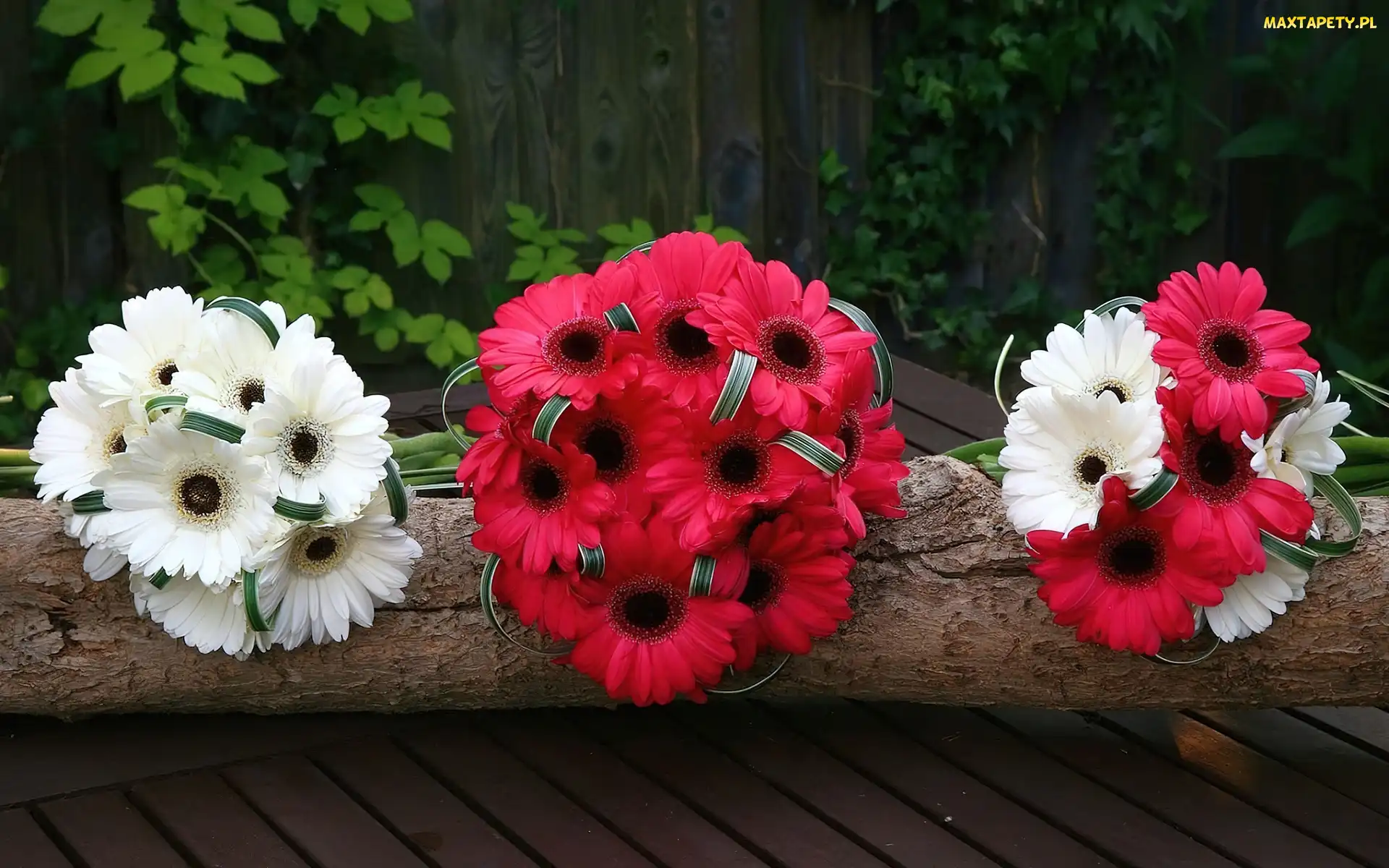 Bukiety, Gerbera, Kwiatów