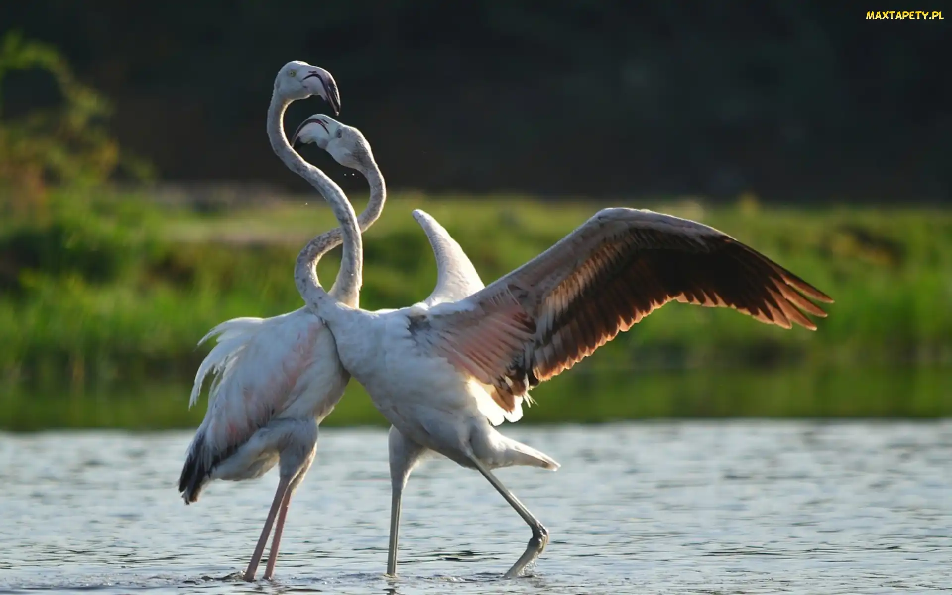 Flamingi, Woda