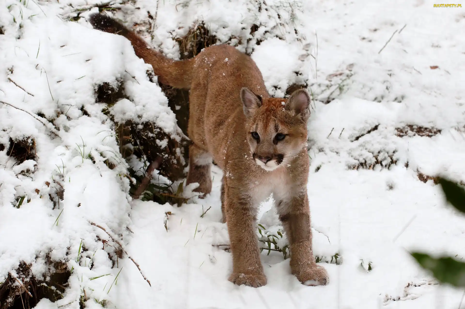 Śnieg, Zima, Puma