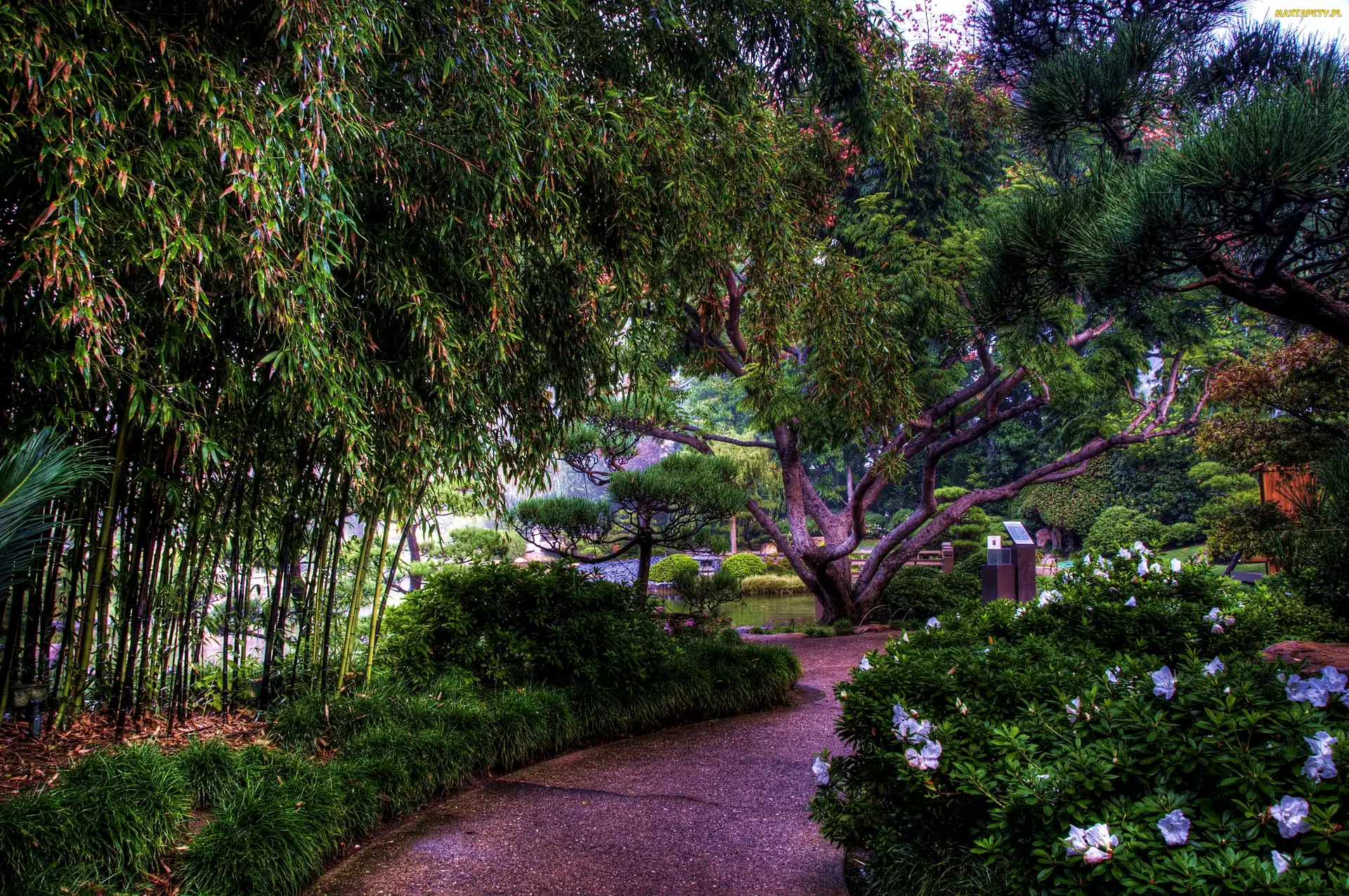 Japoński, USA, Kalifornia, Park