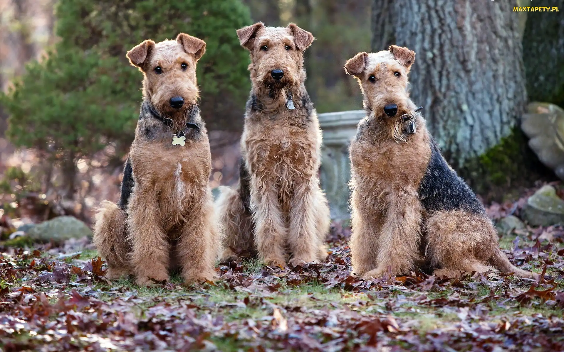 Trzy, Wire Haird Terrier, Psy