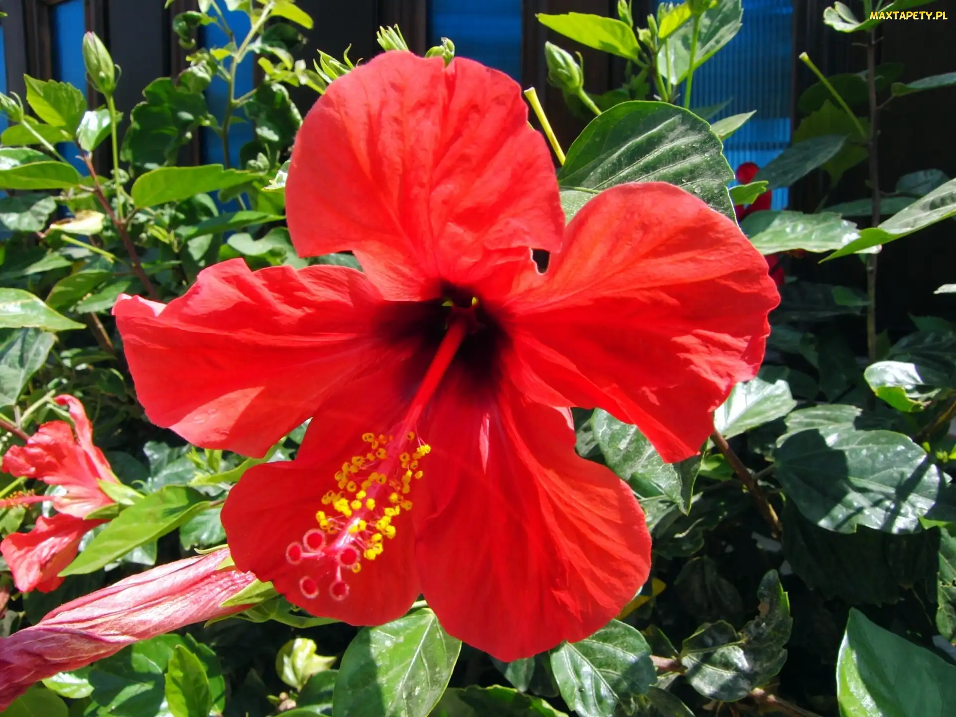 Kwiatek, Hibiskus, Czerwony