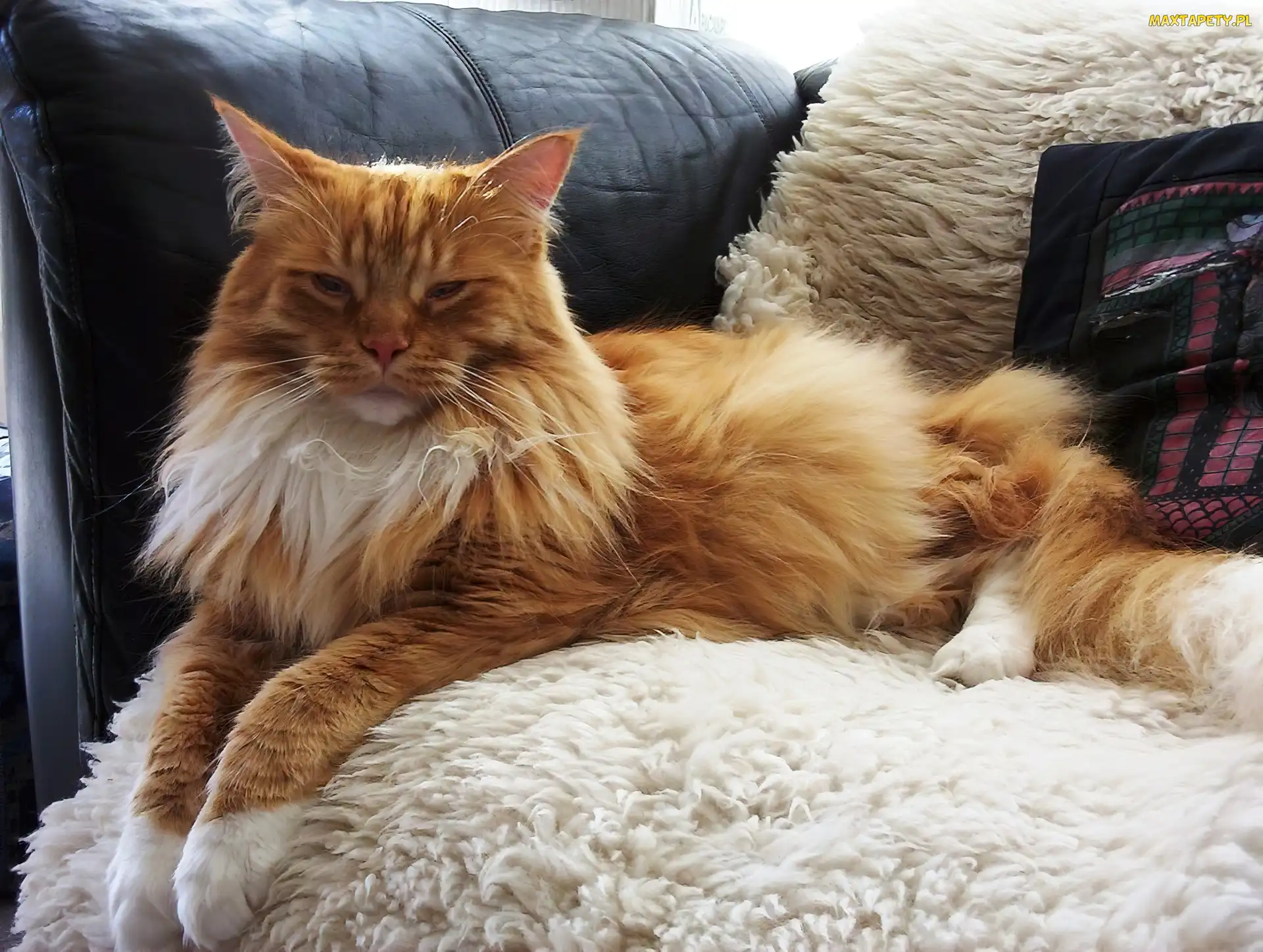 Maine Coon, Kanapa, Kotek