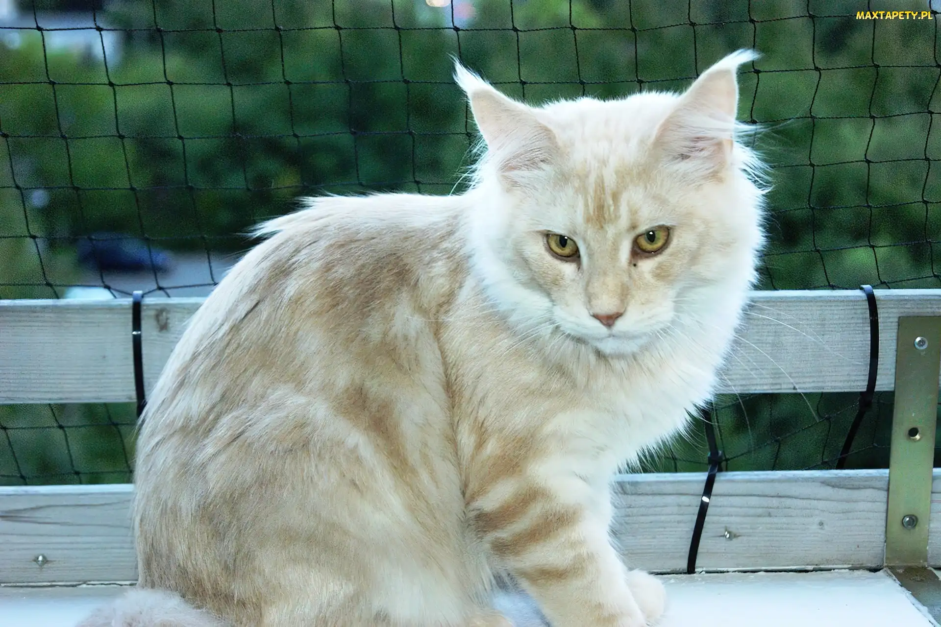 Maine Coon, Ławka, Kotek