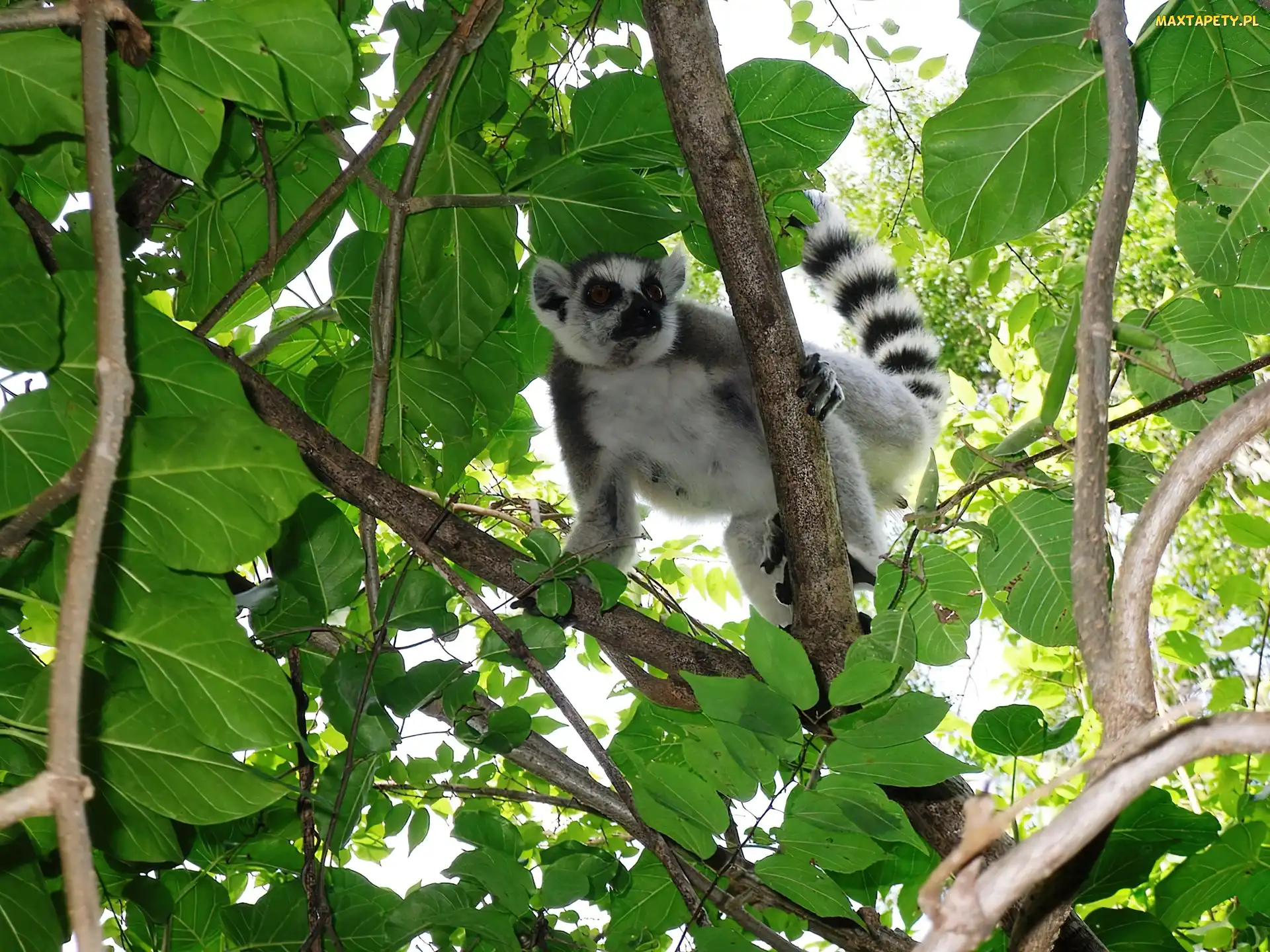 Gałęzie, Liście, Lemur