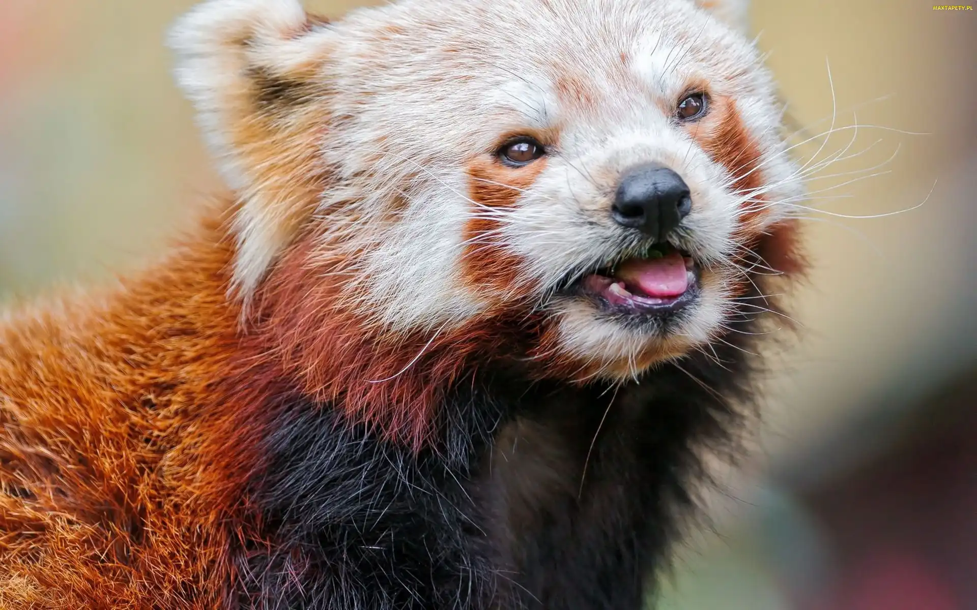 Język, Pandka ruda, Panda