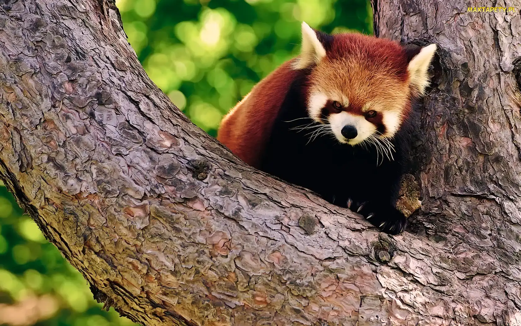 Pandka ruda, Drzewo, Czerwona, Panda