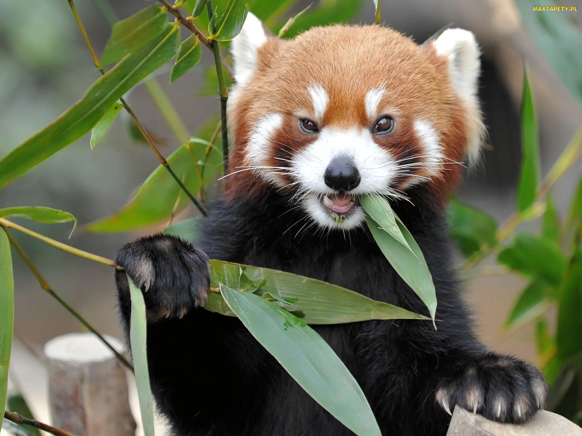Panda, Pandka ruda, Liście, Czerwona