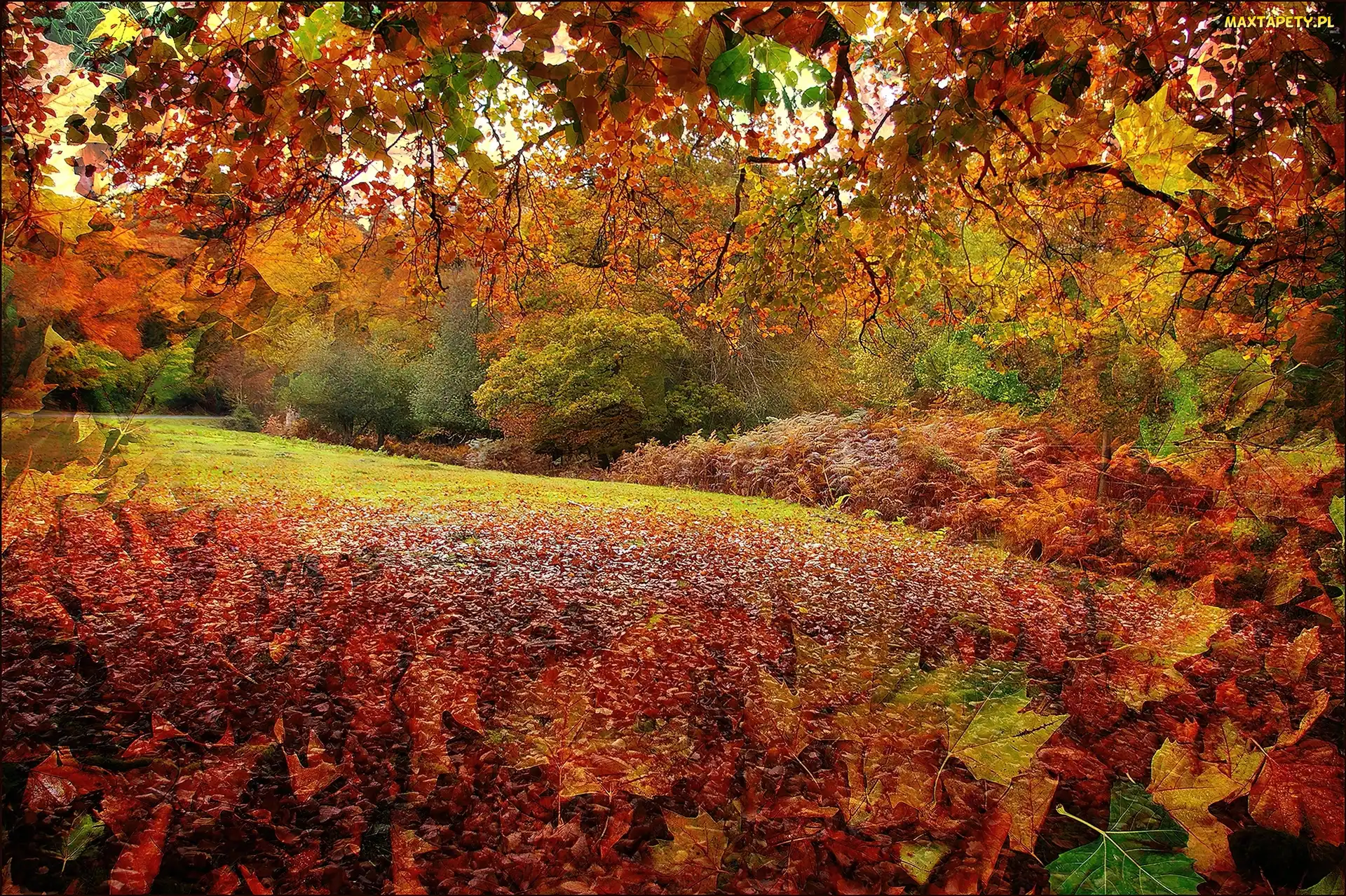 Liście, Park, Grafika, Jesień