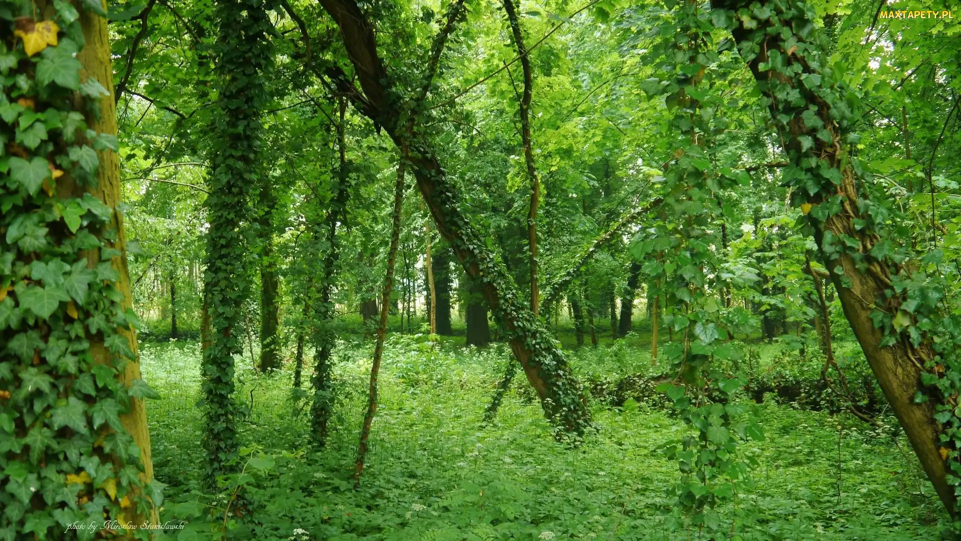 Liście, Pnącze, Las, Drzewa