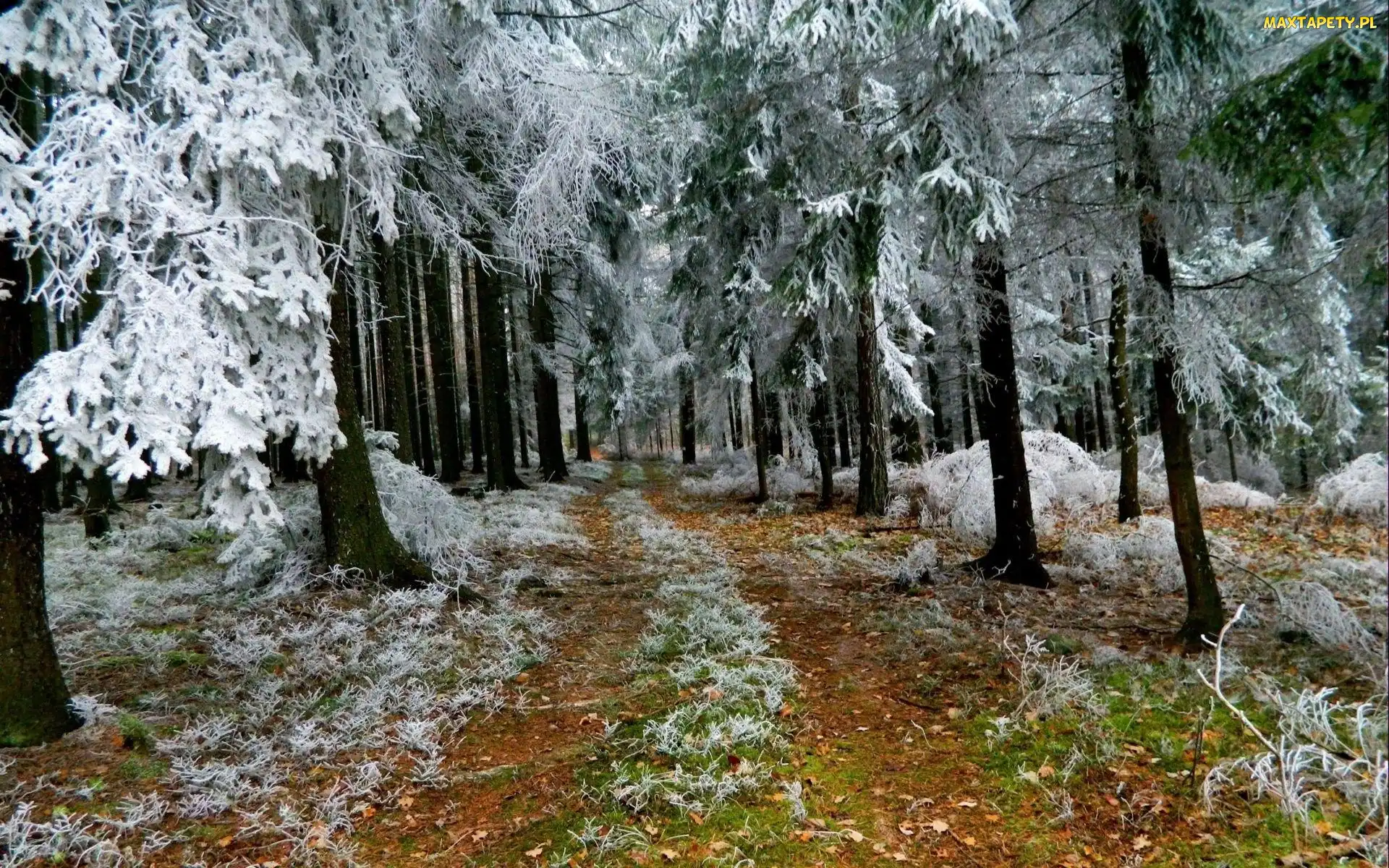 Zima, Ścieżka, Las