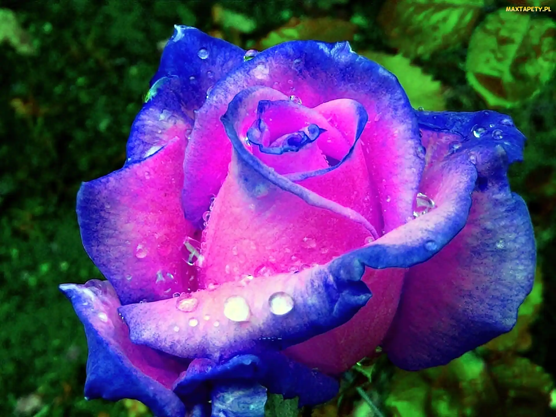 Rozmycie, Rosy, Niebiesko, Róża, Różowa, Krople
