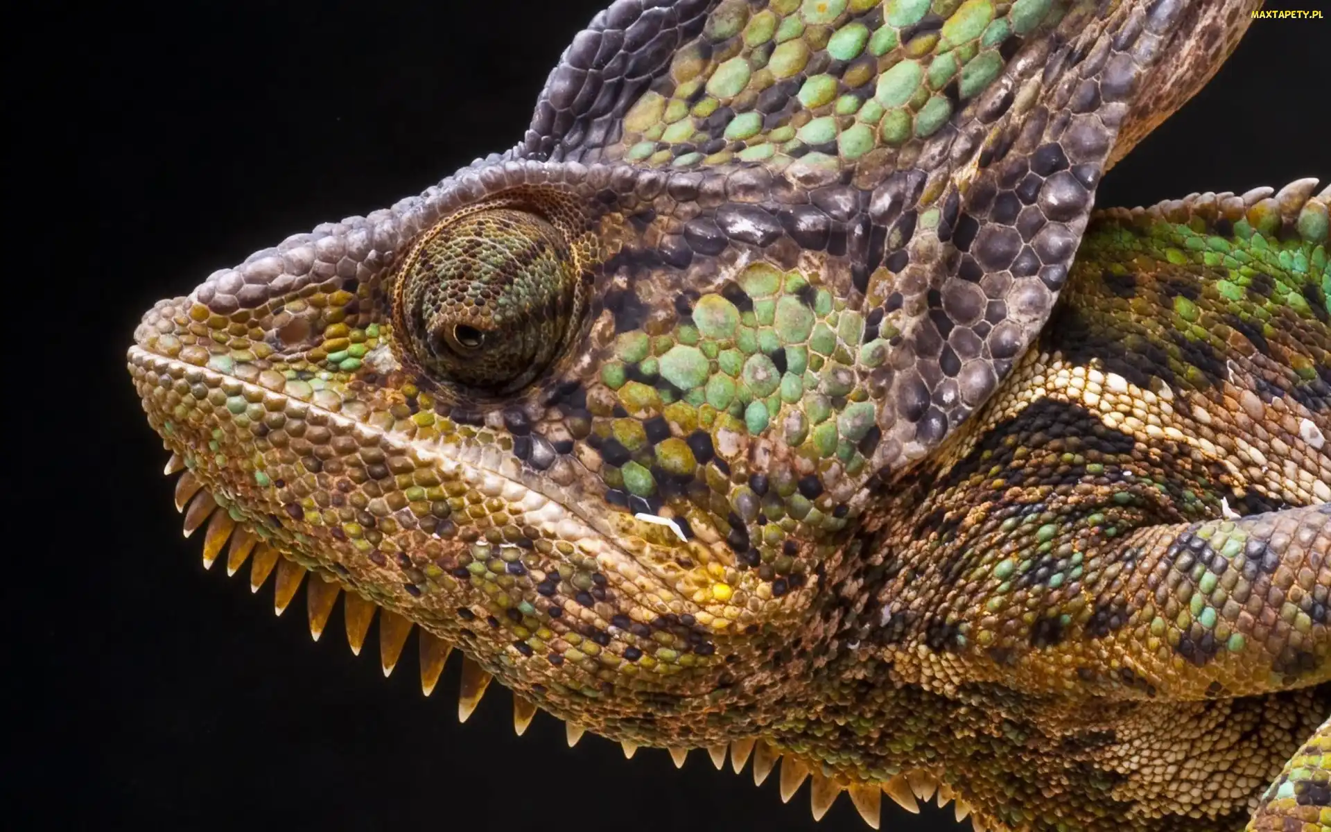 Gigant, Kameleon