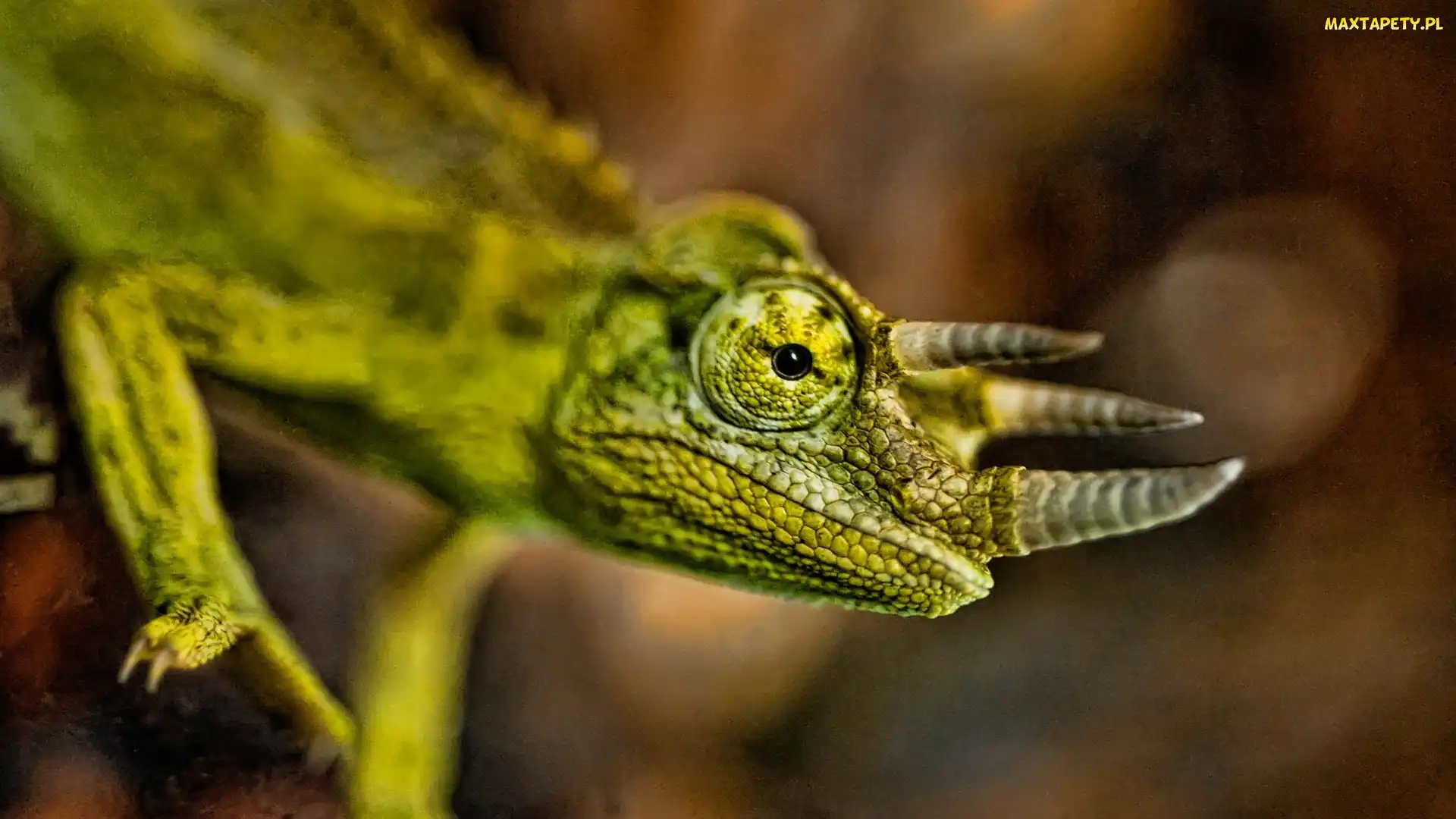 Kameleon