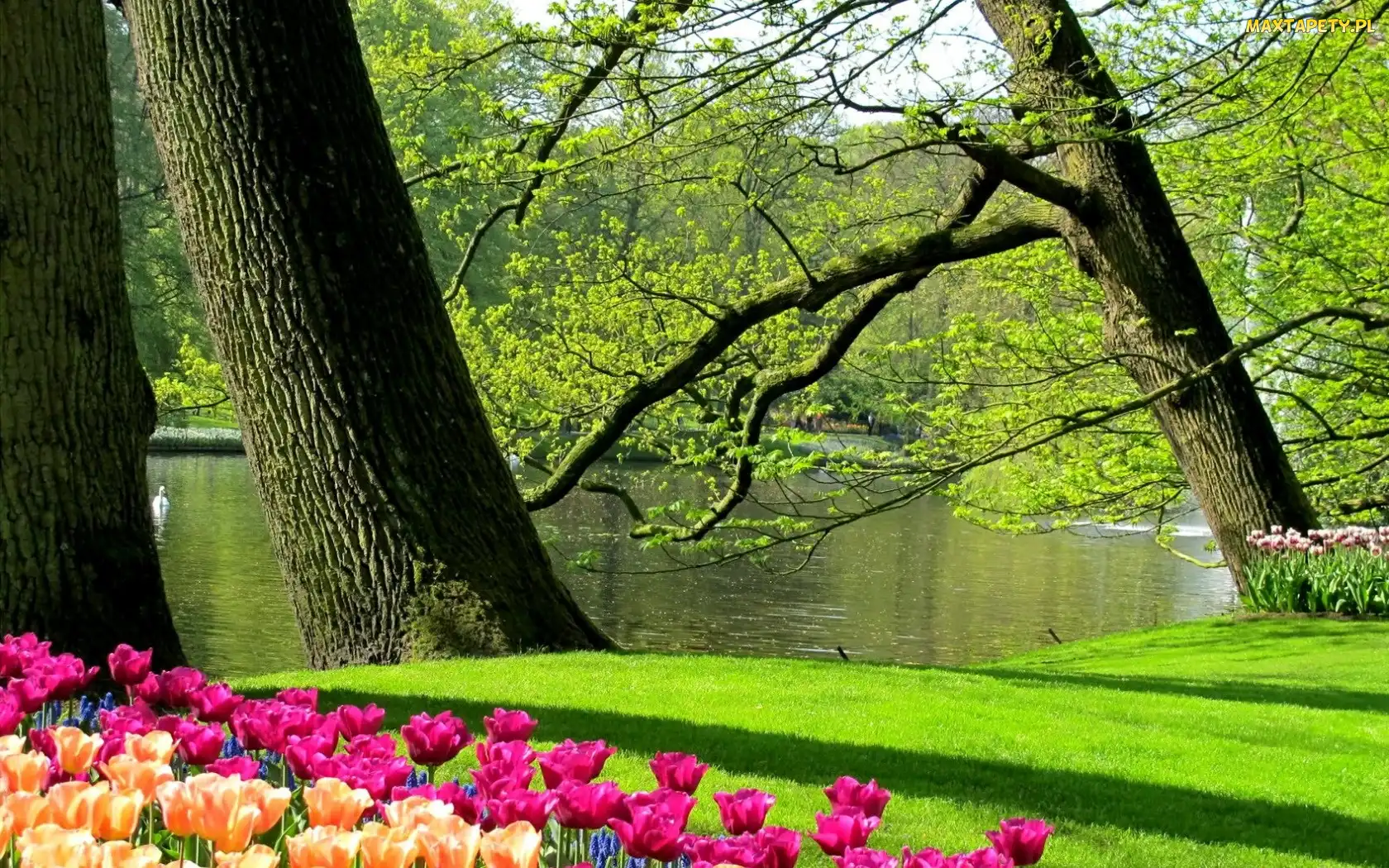 Łabędzie, Wiosna, Park, Tulipany, Staw