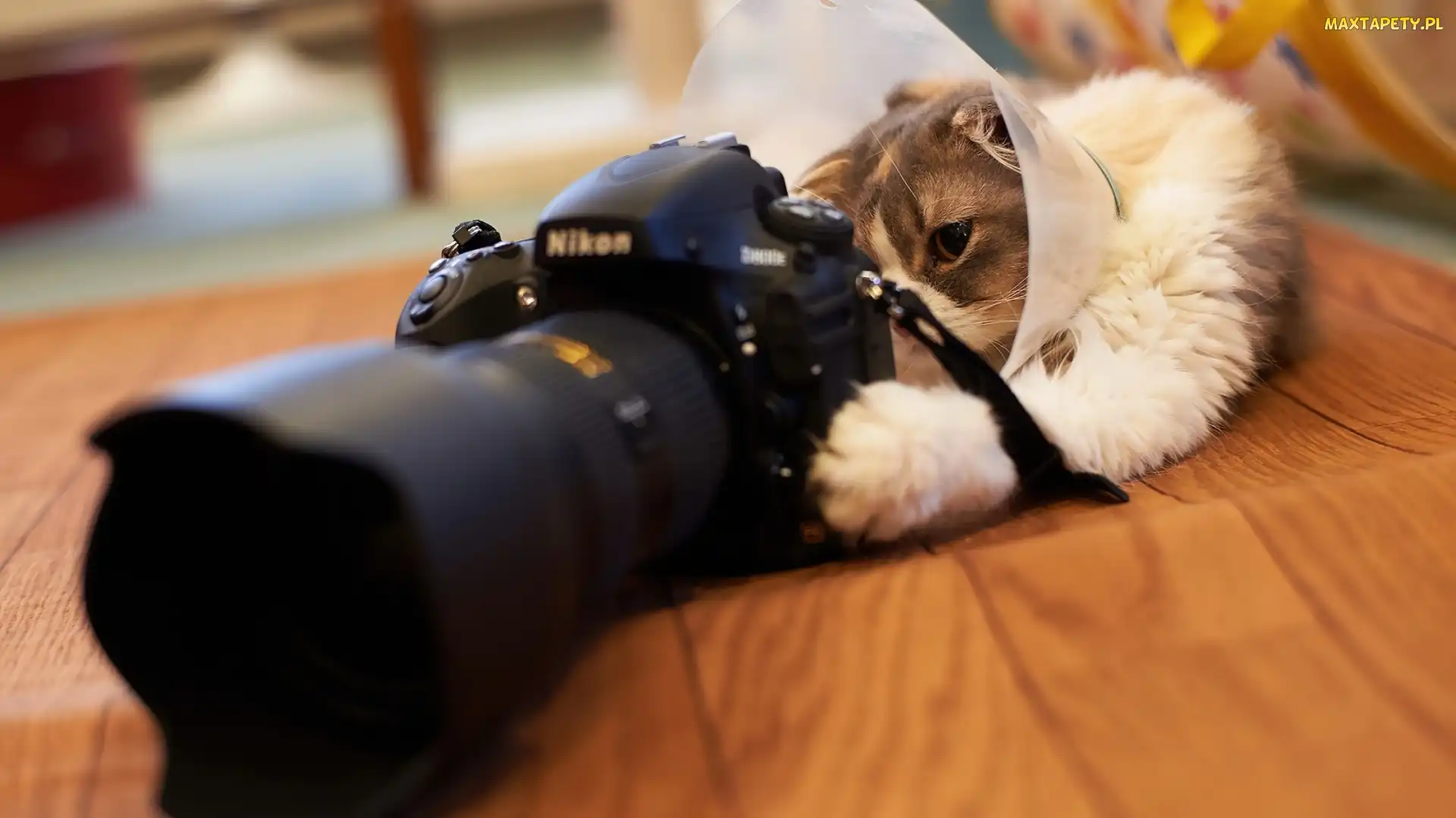 Kot, Nikon, Fotograficzny, Aparat