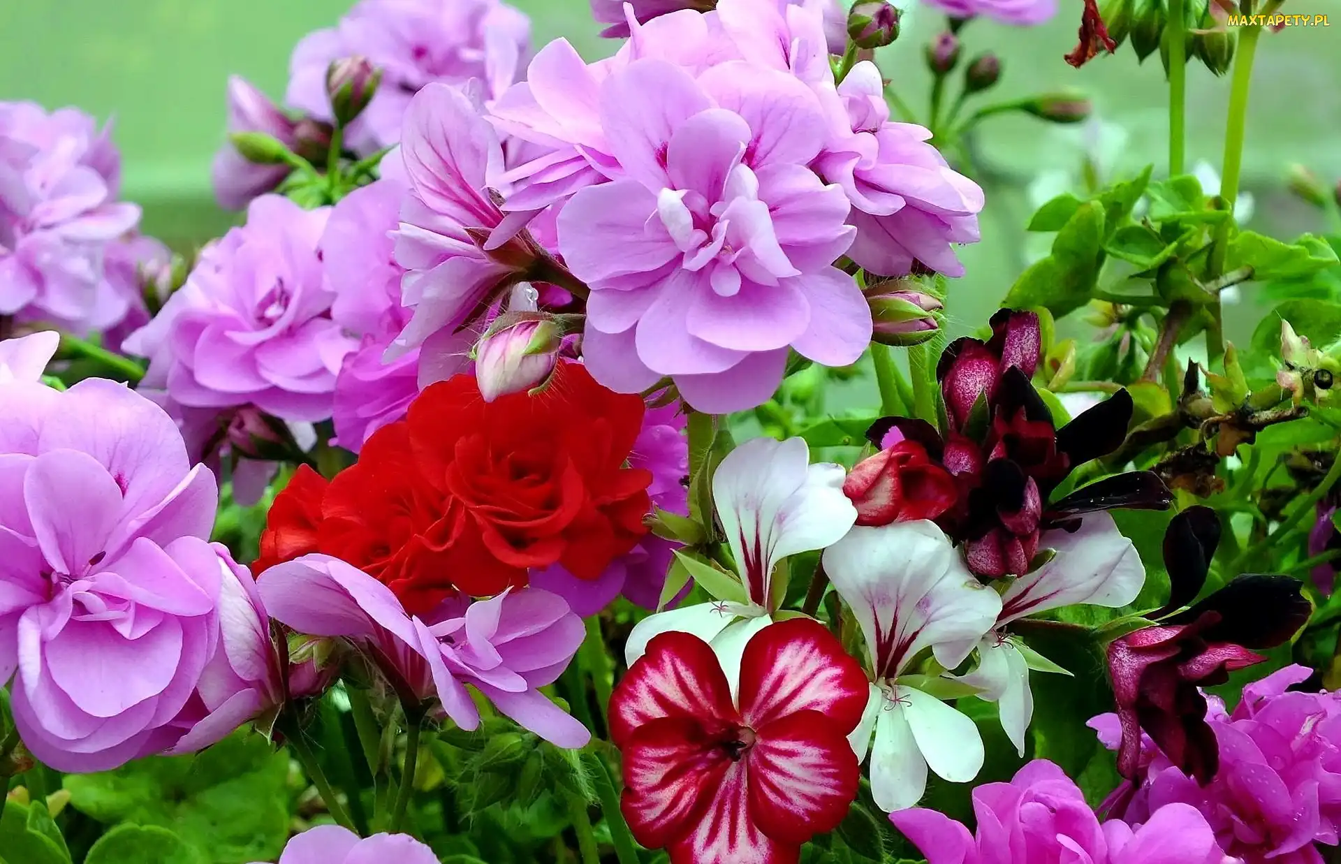 Kwiaty, Pelargonia, Kolorowe