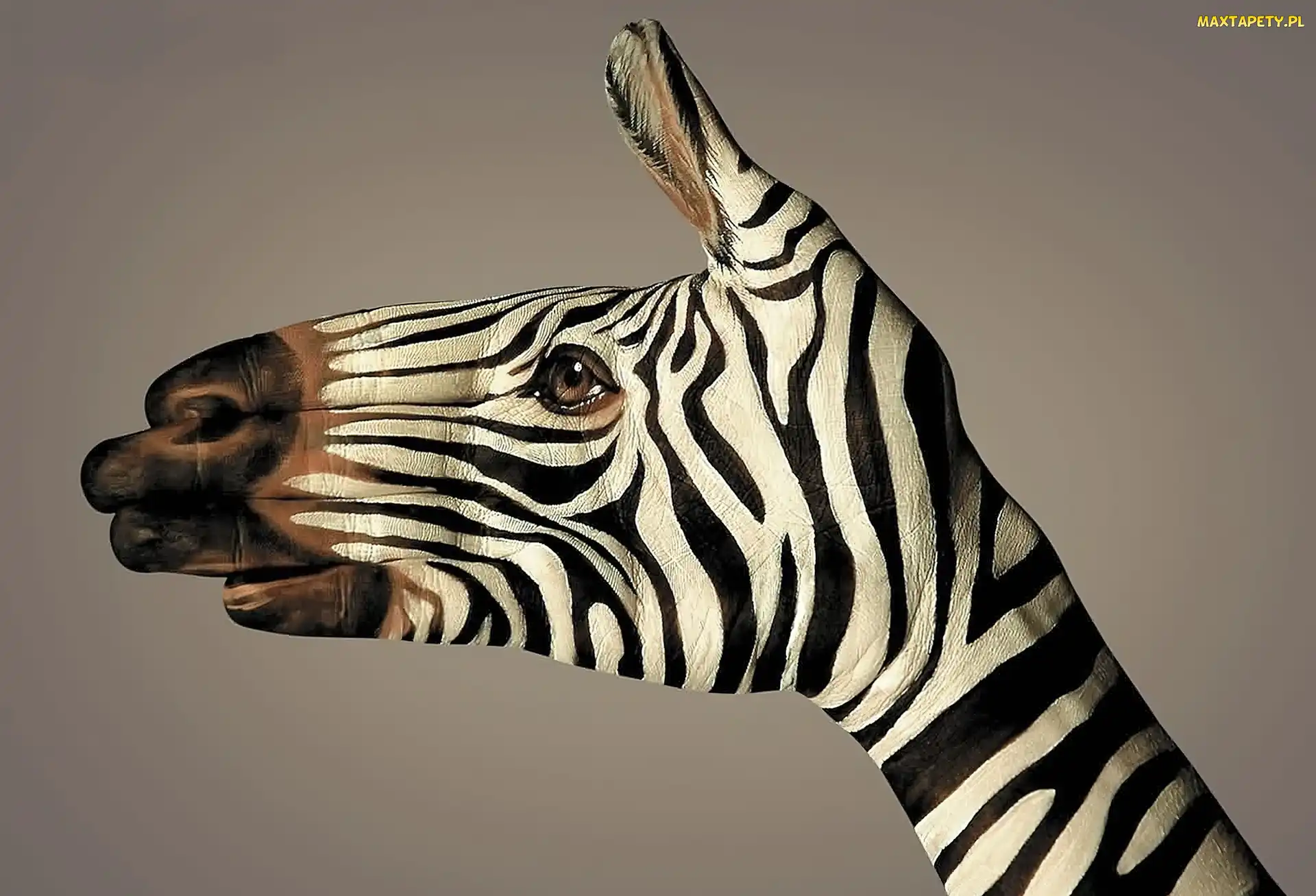 Zebra, Bodypainting