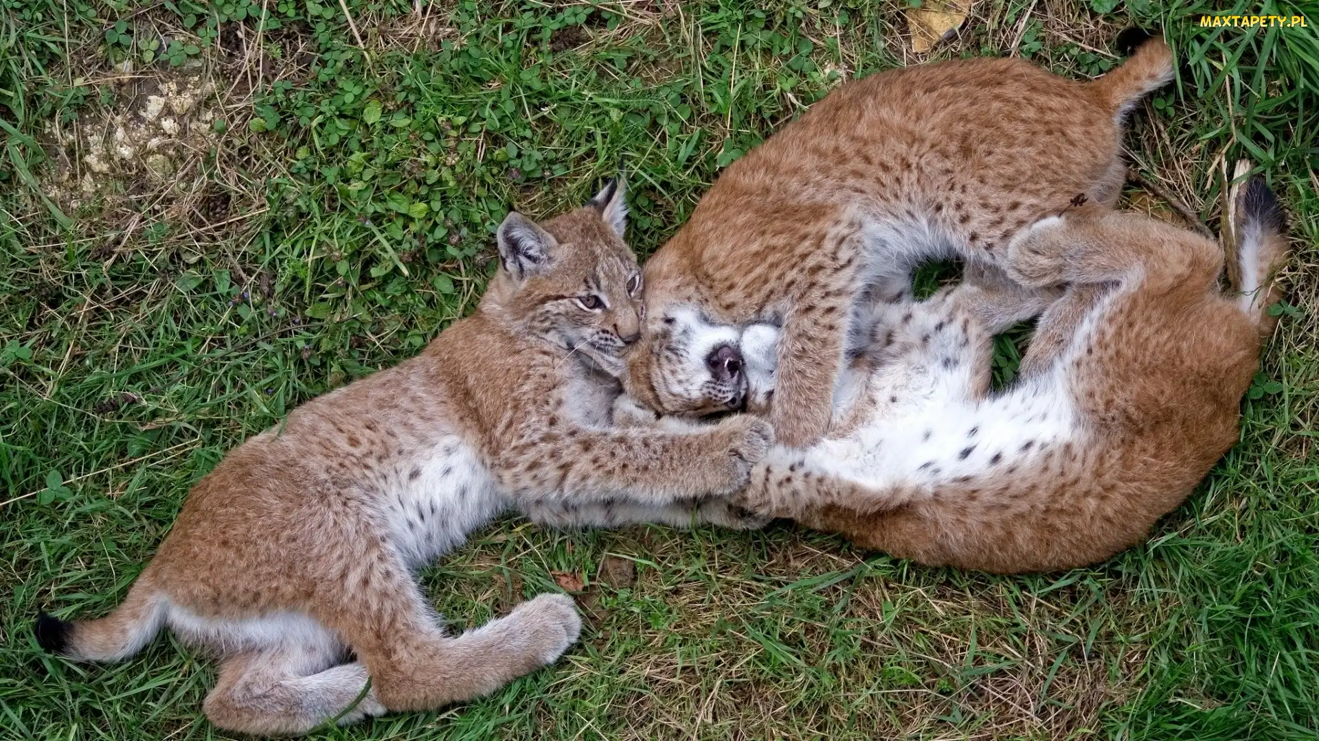 Trawa, Rysie, Trzy, Młode