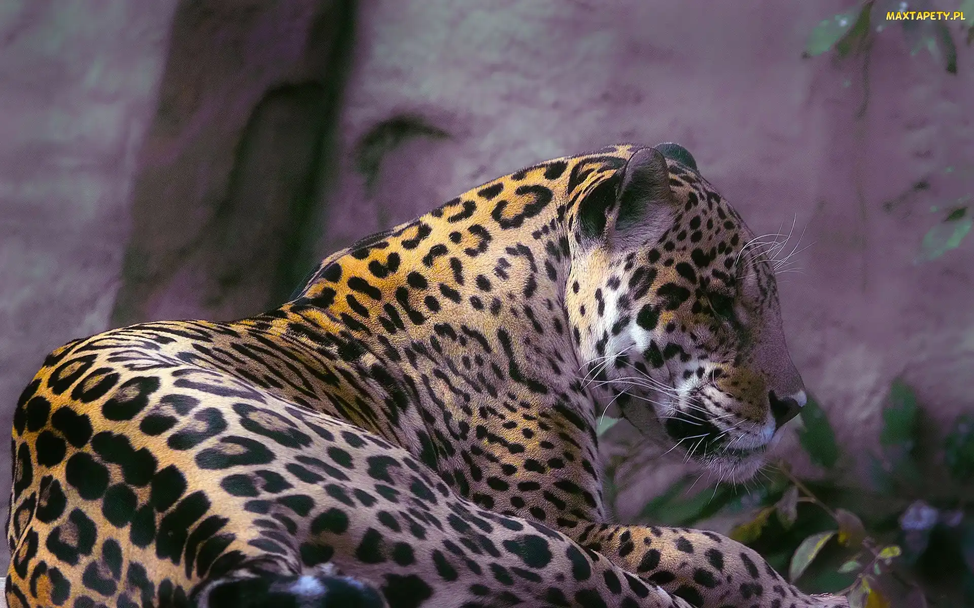 Leżący, Jaguar